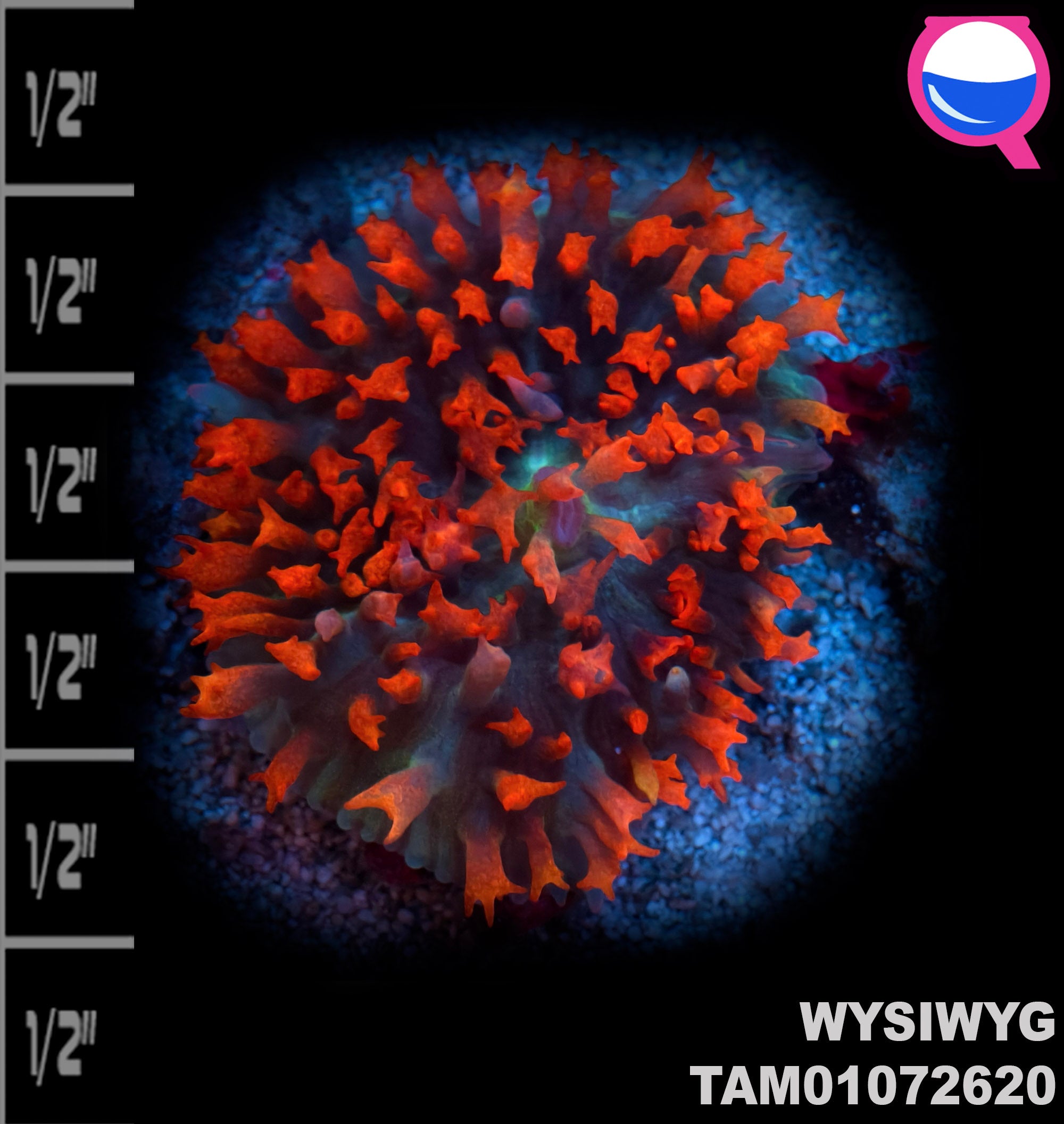 WYSIWYG SUPER Ultra Red St. Thomas Mushroom Soft Coral