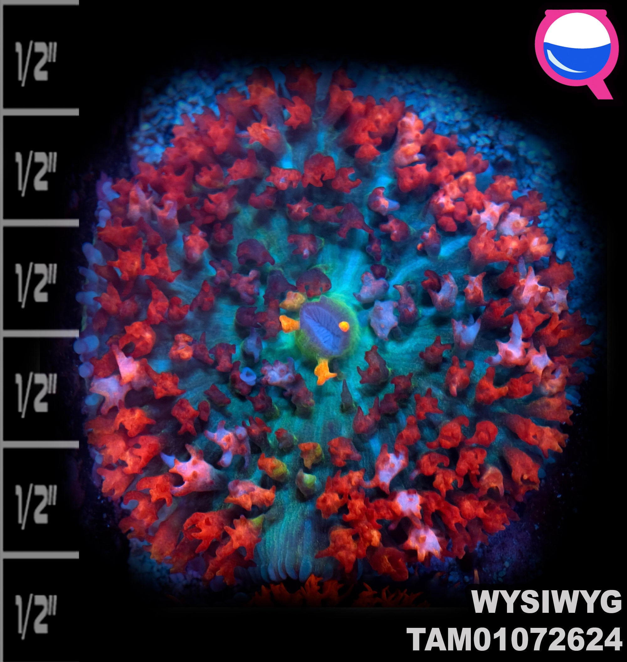 WYSIWYG SUPER Ultra Tricolor St. Thomas Mushroom Soft Coral