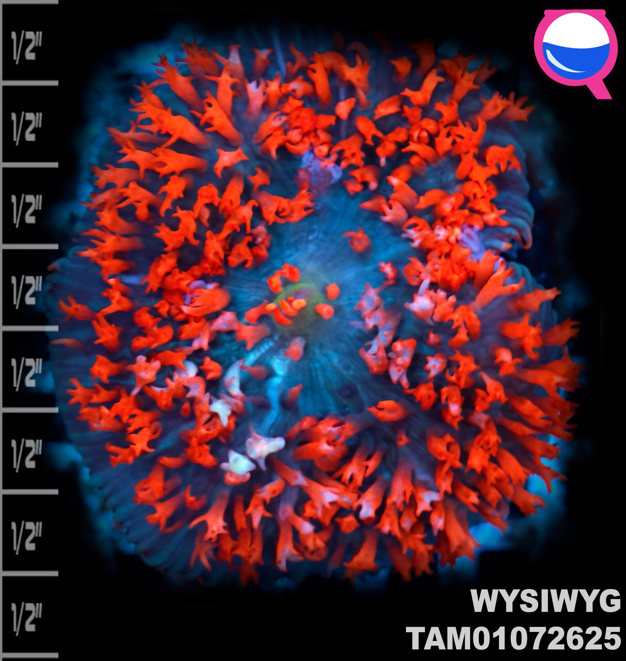 WYSIWYG SUPER Ultra Tricolor St. Thomas Mushroom Soft Coral