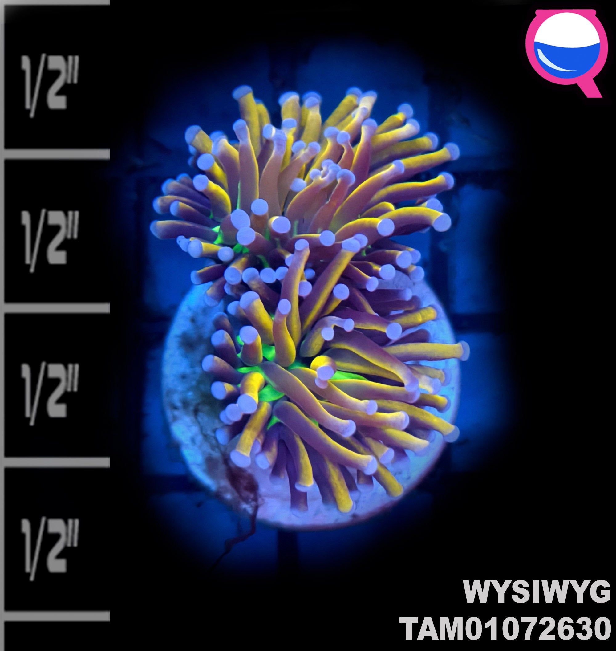 WYSIWYG Toxic Green & Gold 24K Torch