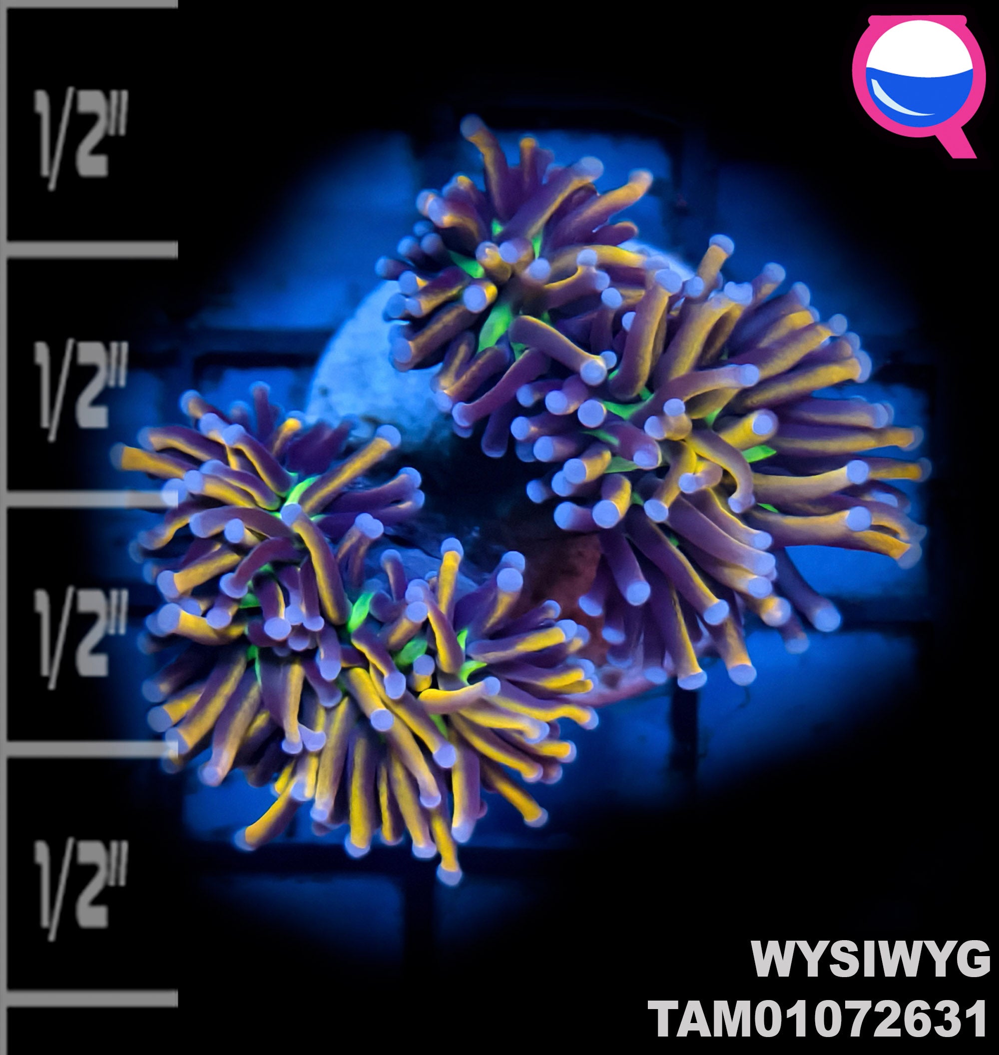 WYSIWYG 24K Gold Torch