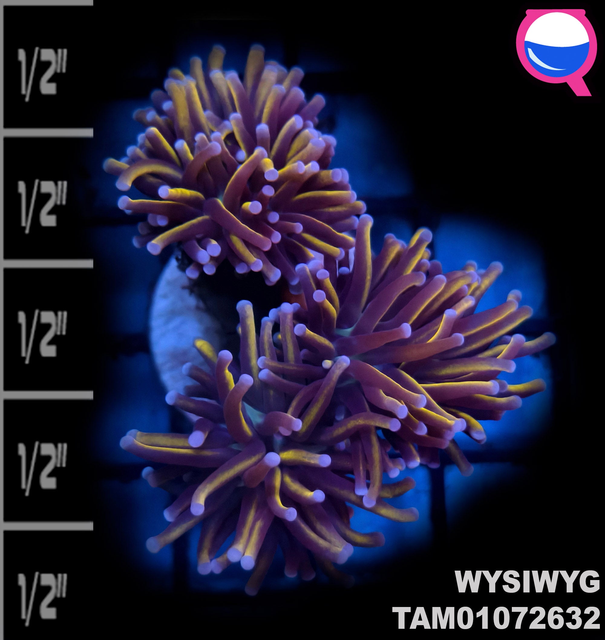 WYSIWYG 24K Gold Torch