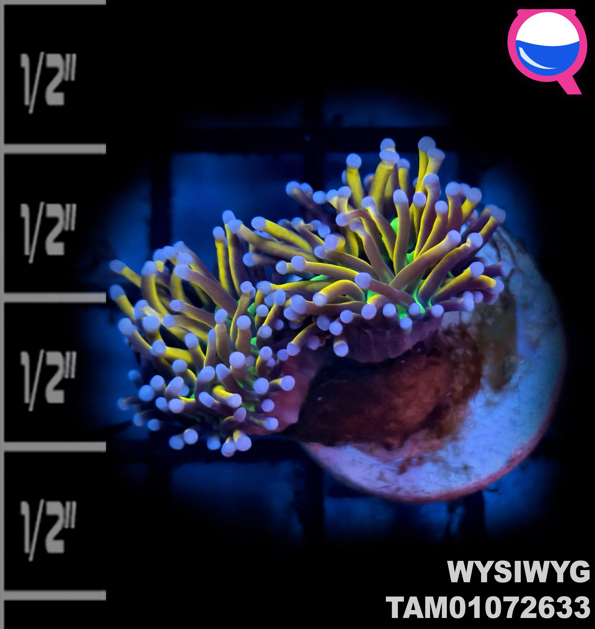 WYSIWYG 24K Gold Torch