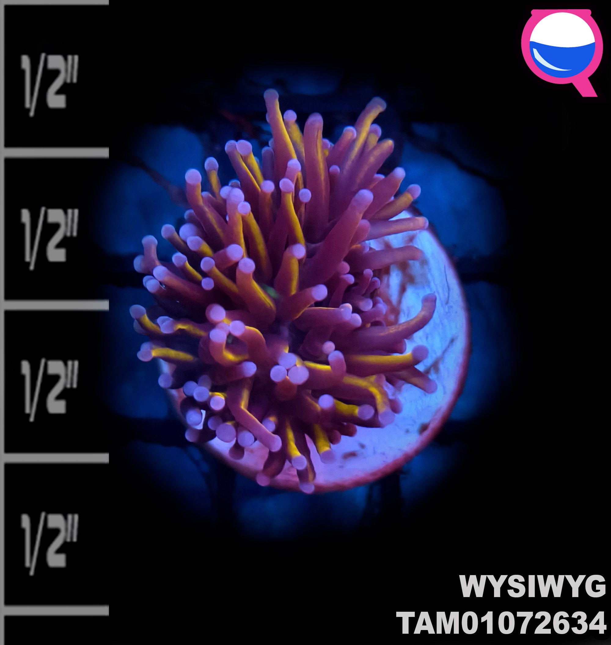 WYSIWYG 24K Gold Torch