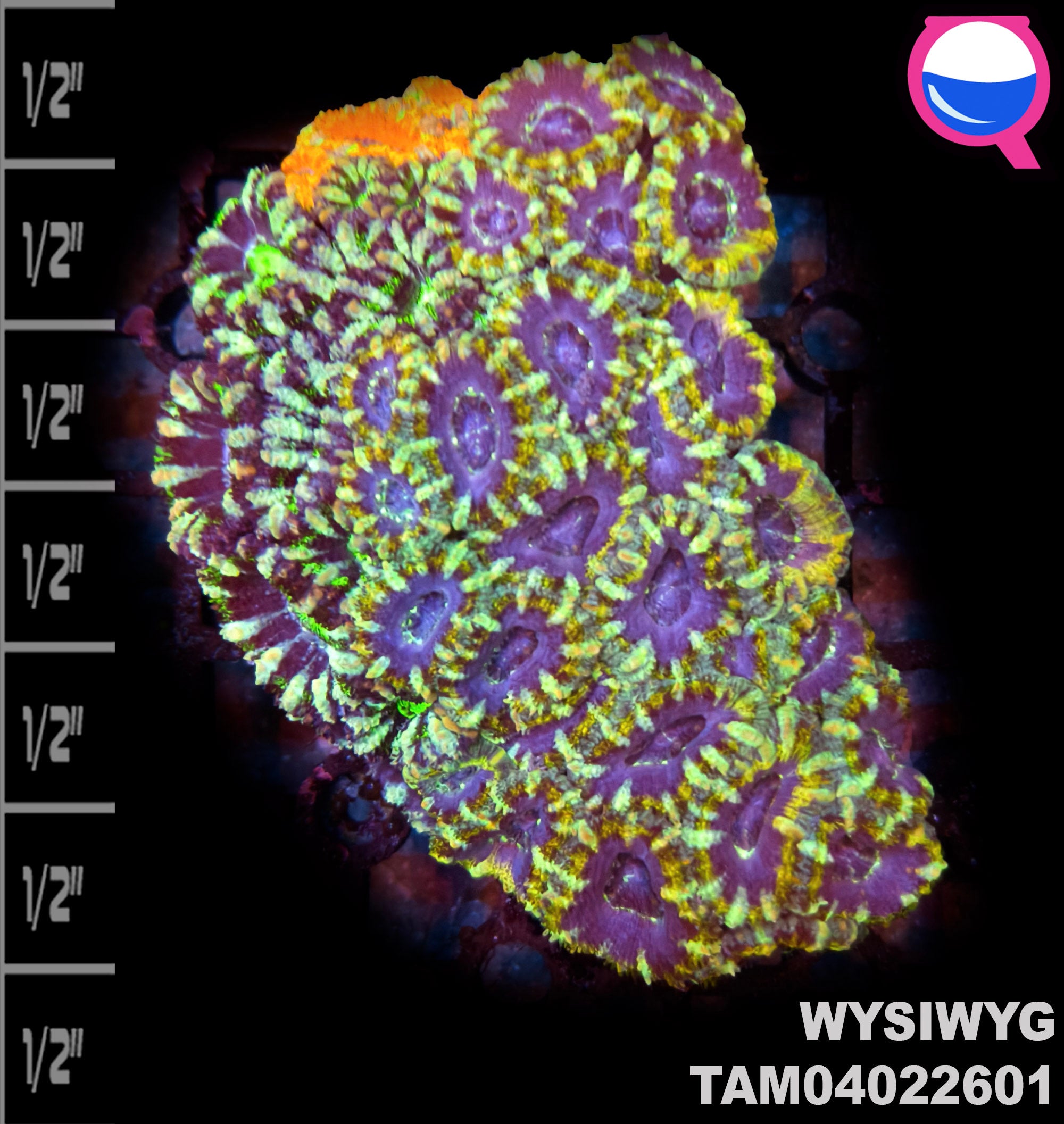 WYSIWYG XL Rainbow Acan Lord Colony