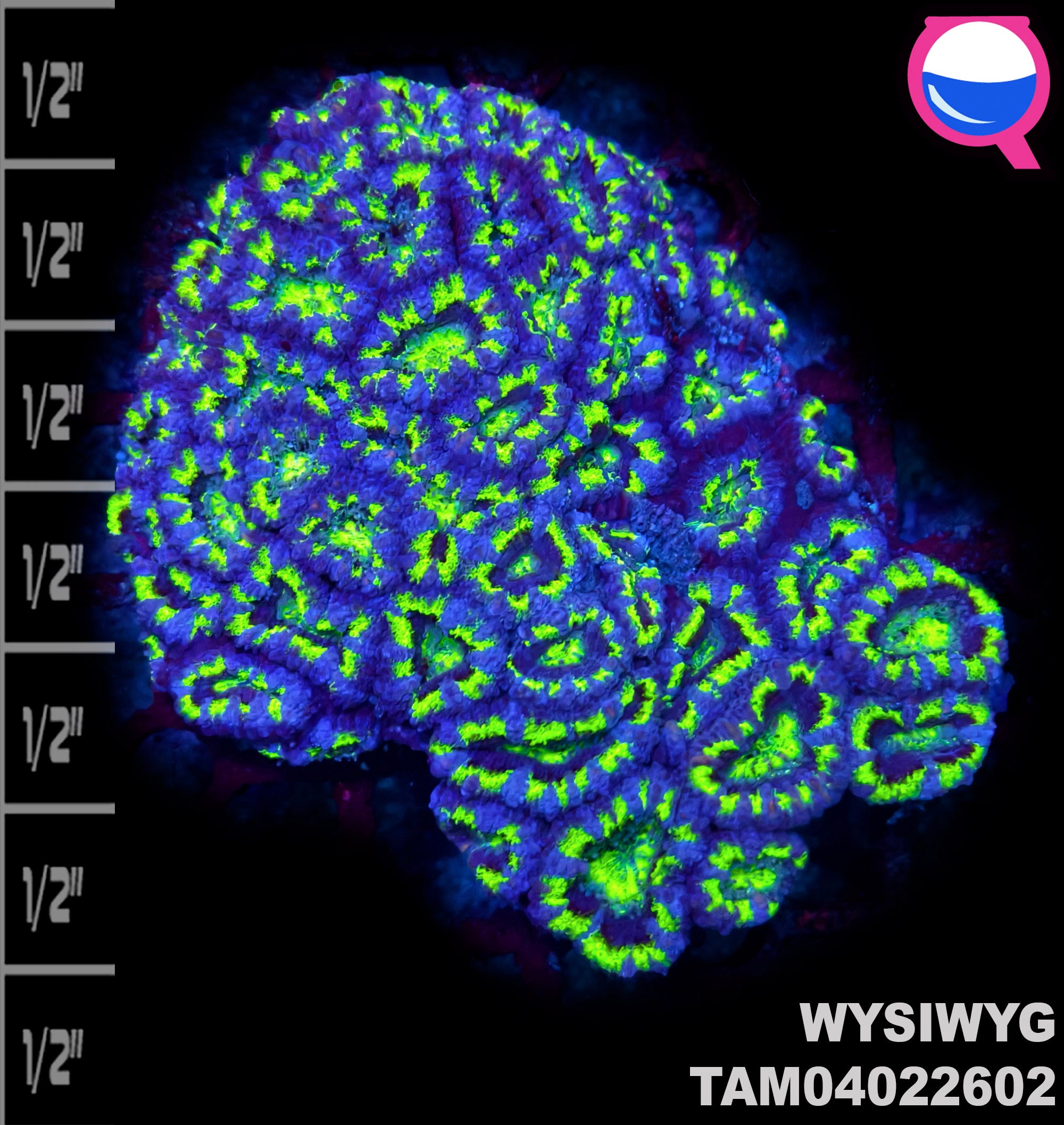 WYSIWYG XL Acan Lord Colony
