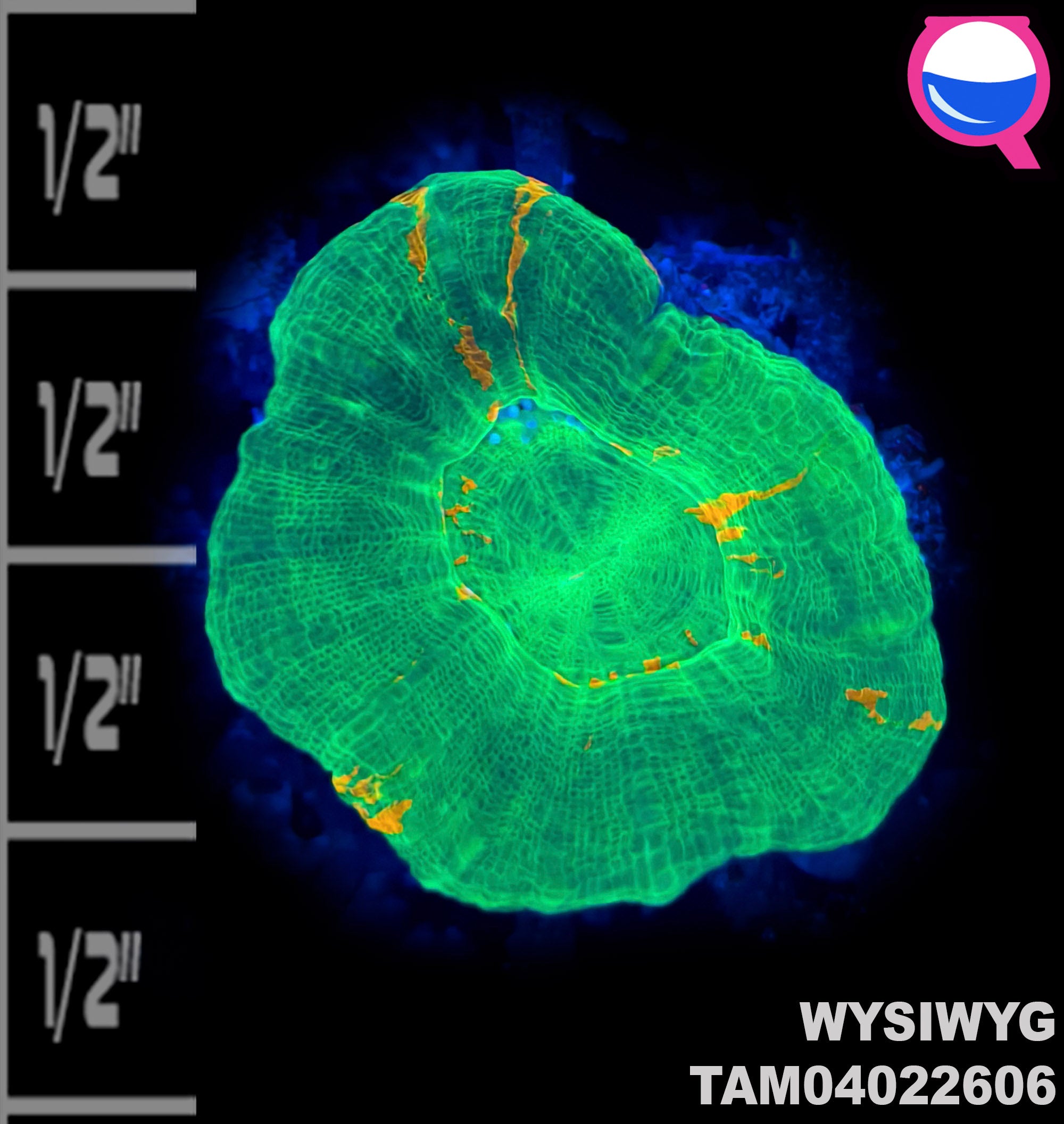 WYSIWYG Bleading Apple Scolymia
