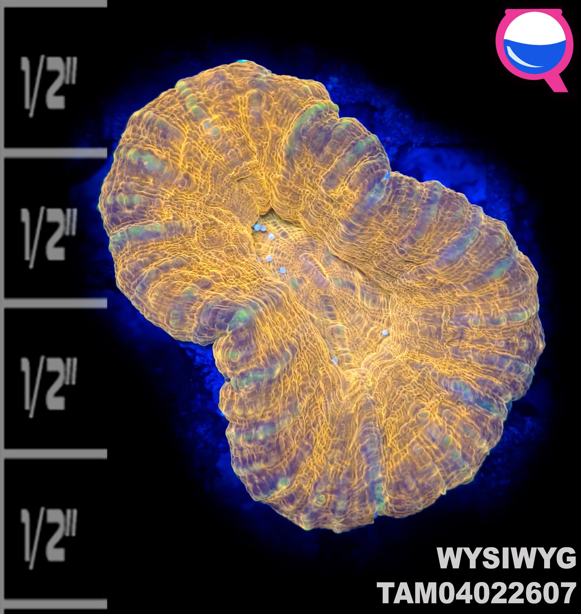 WYSIWYG Red Scolymia