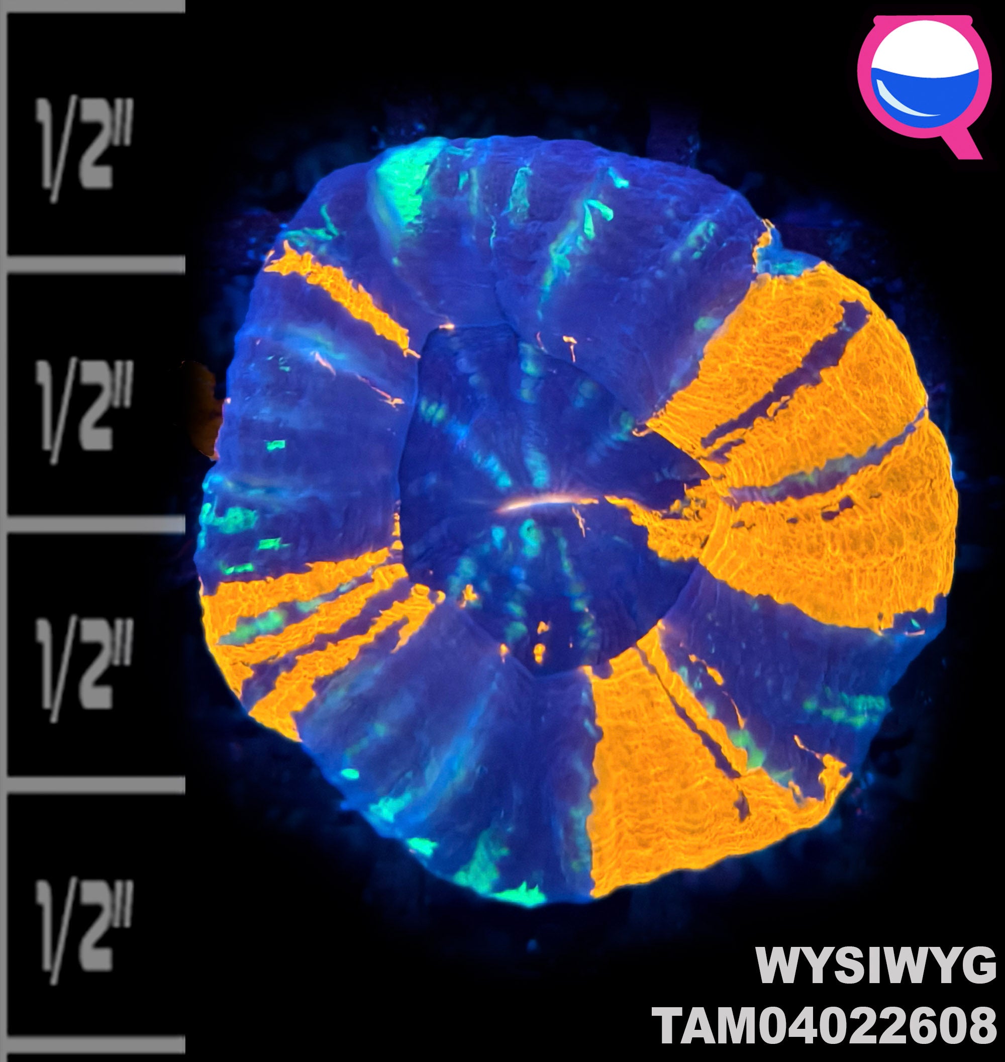 WYSIWYG War Paint Scolymia