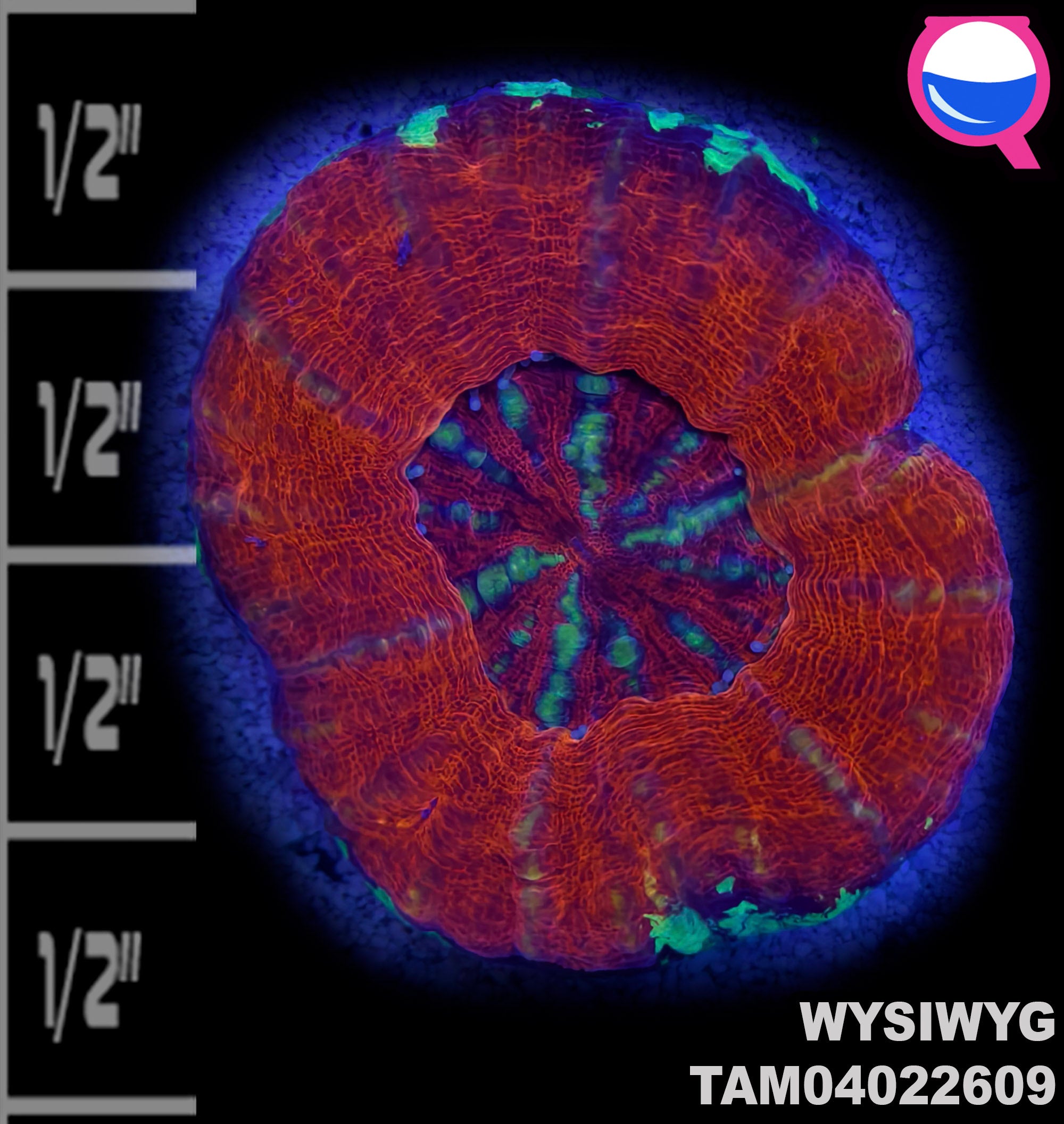 WYSIWYG Reverse Bleeding Apply Scolymia