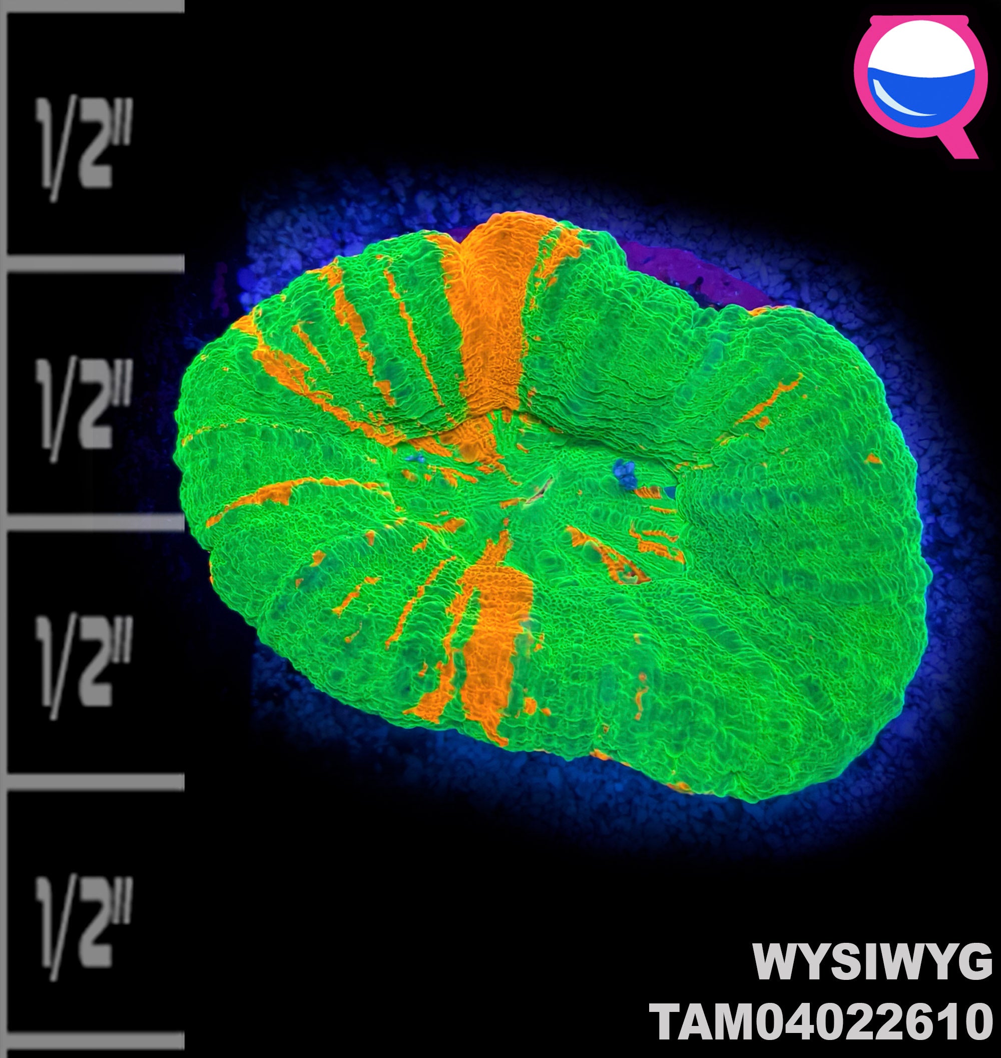 WYSIWYG Bleading Apple Scolymia