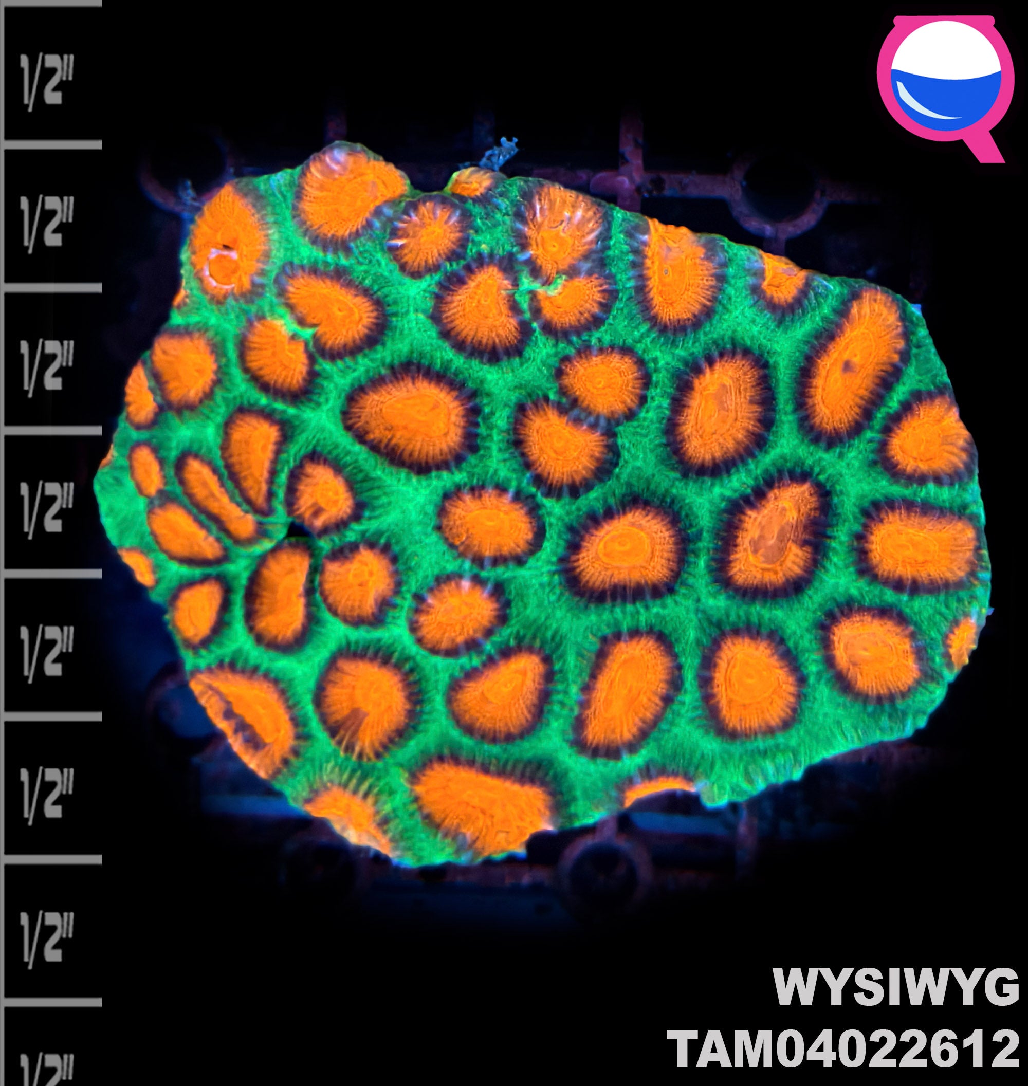 WYSIWYG Favia Colony