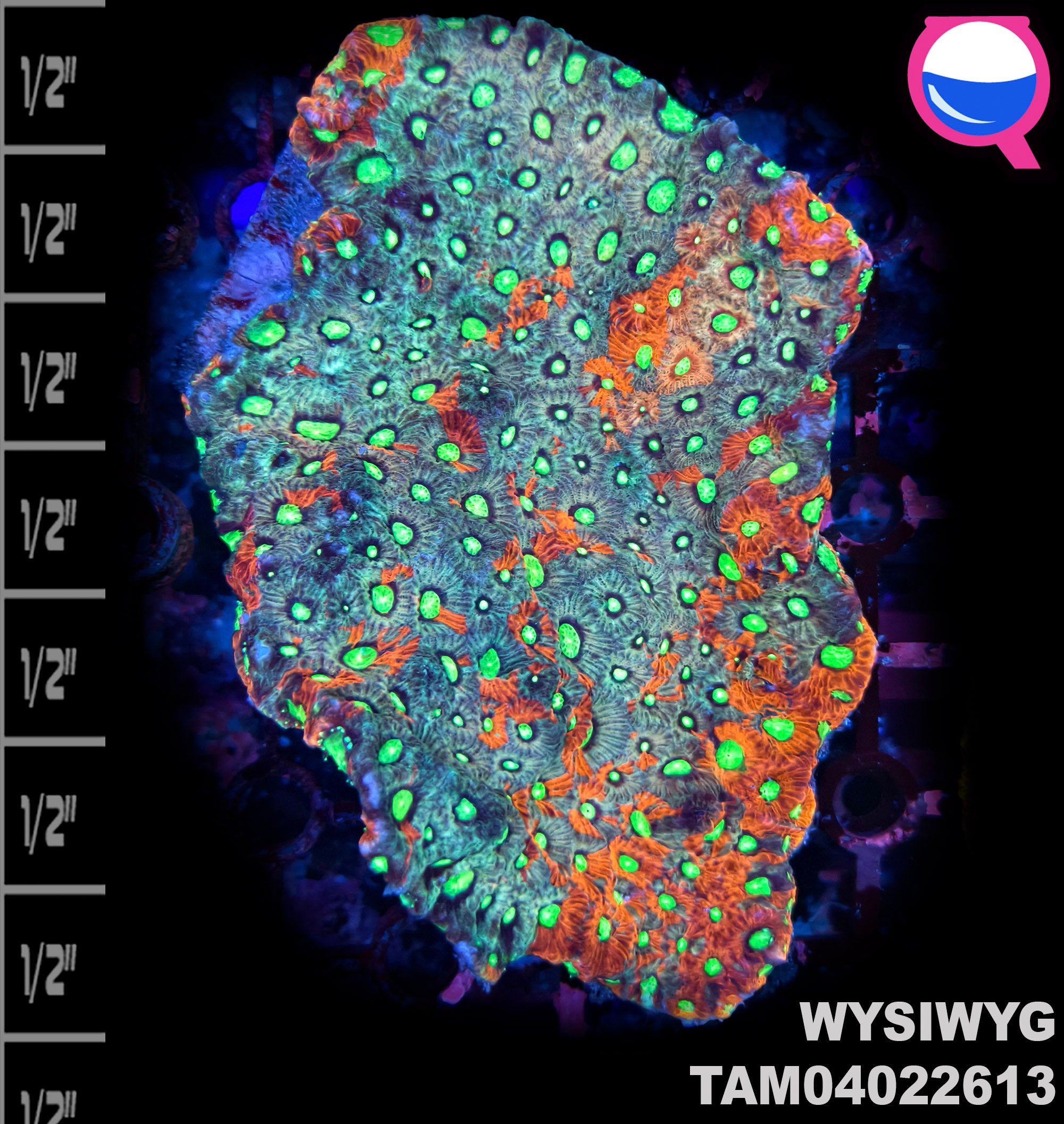 WYSIWYG Favia Colony