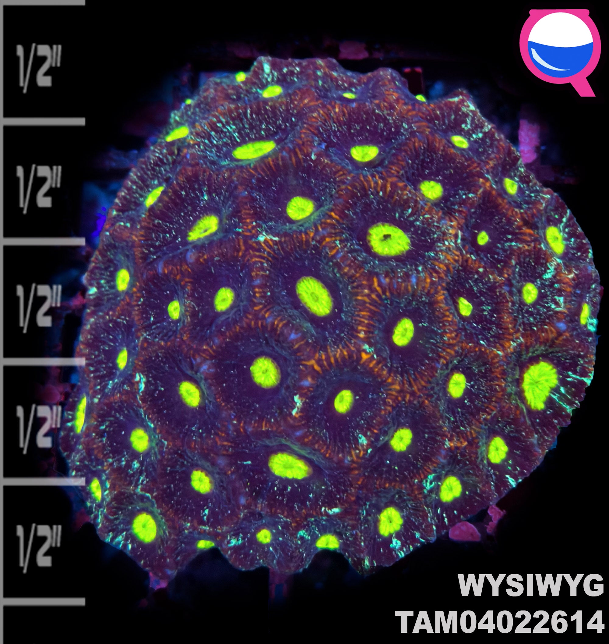 WYSIWYG Goniastrea Colony