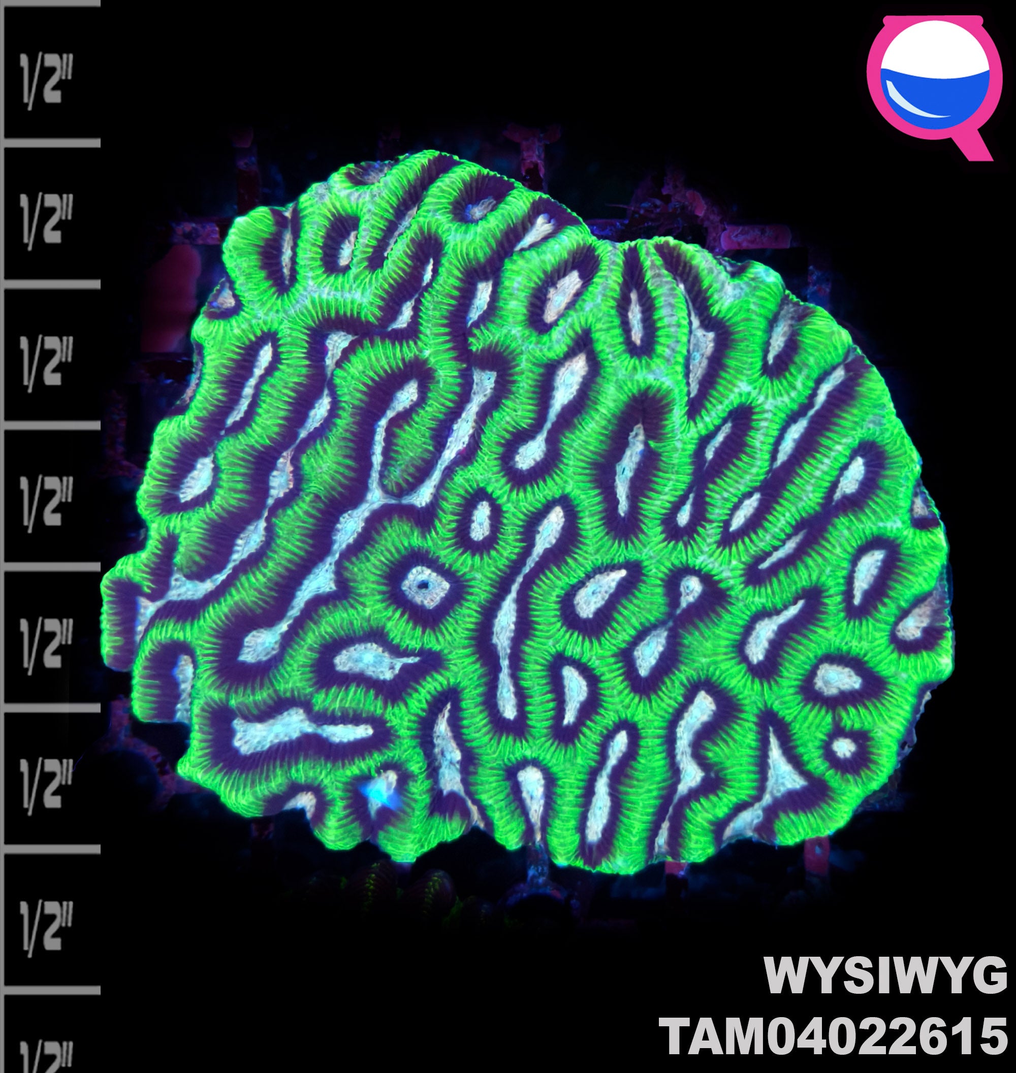 WYSIWYG Platygyra Maze Brain Colony