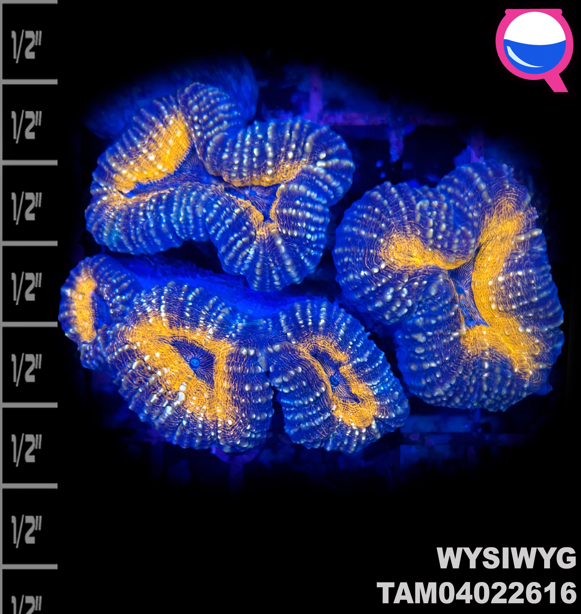WYSIWYG Ultra Red Lobophyllia