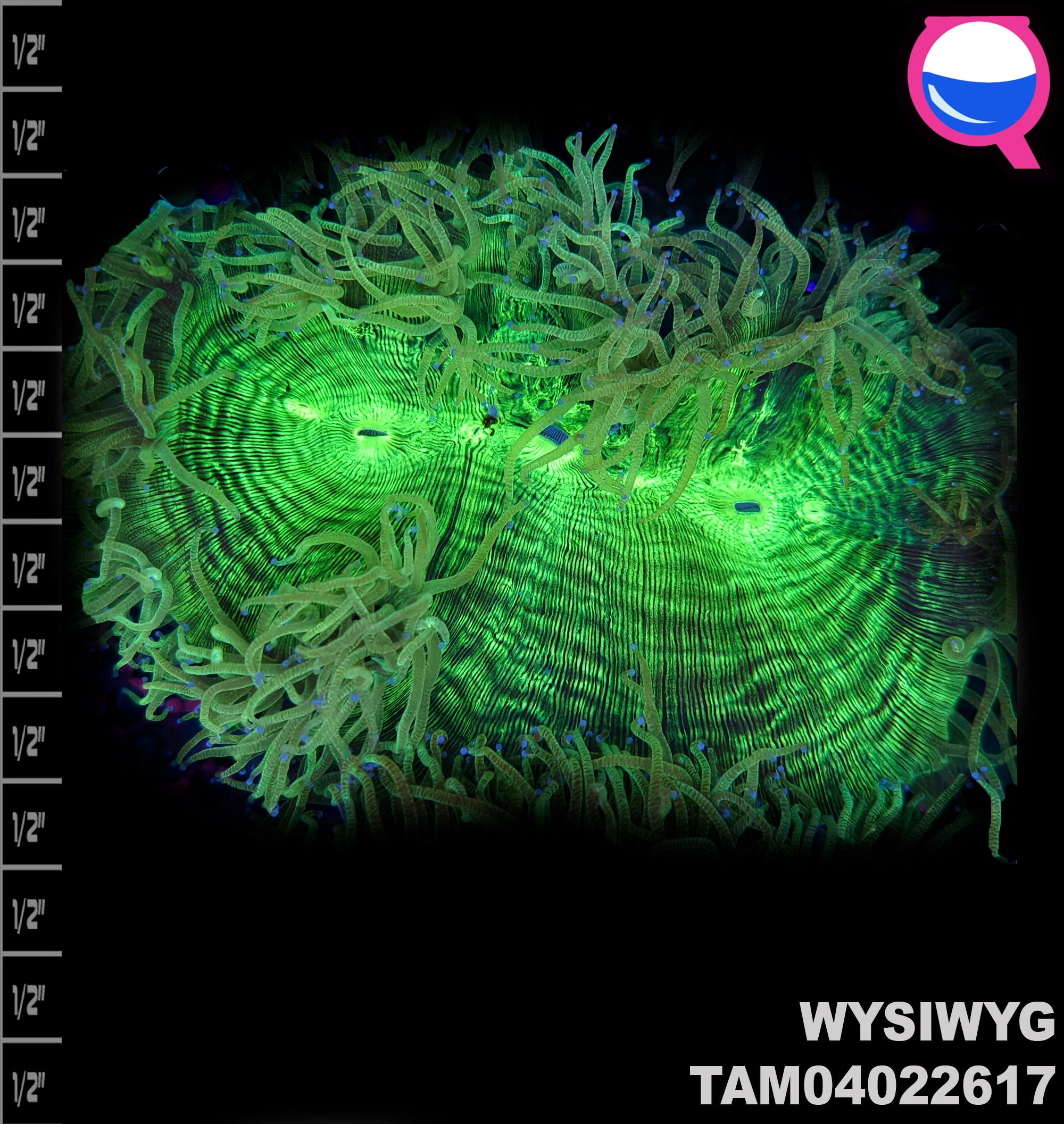 WYSIWYG Green Elegance Coral