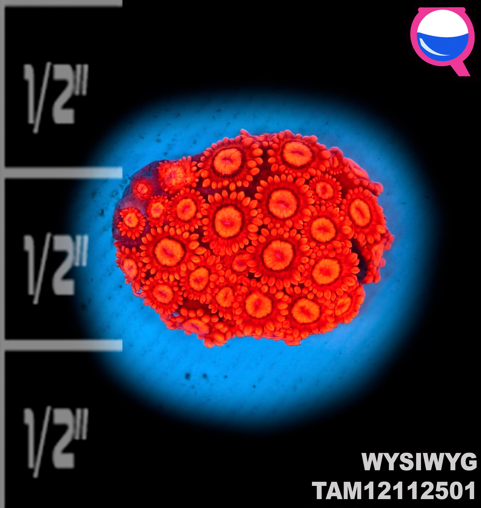 WYSIWYG Super Red Goniopora