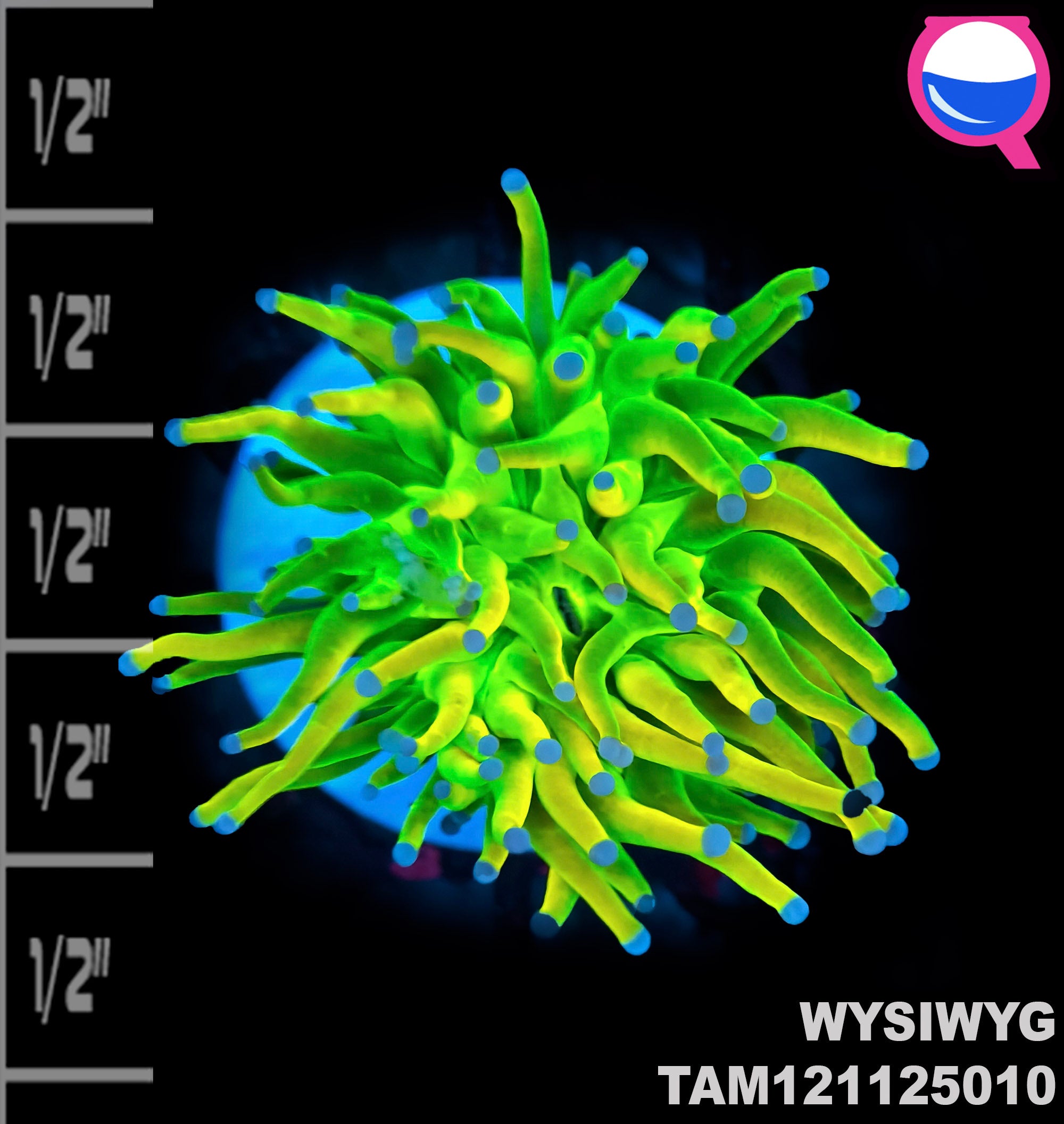 WYSIWYG Ultra Green and Gold Holy Grail Torch Coral