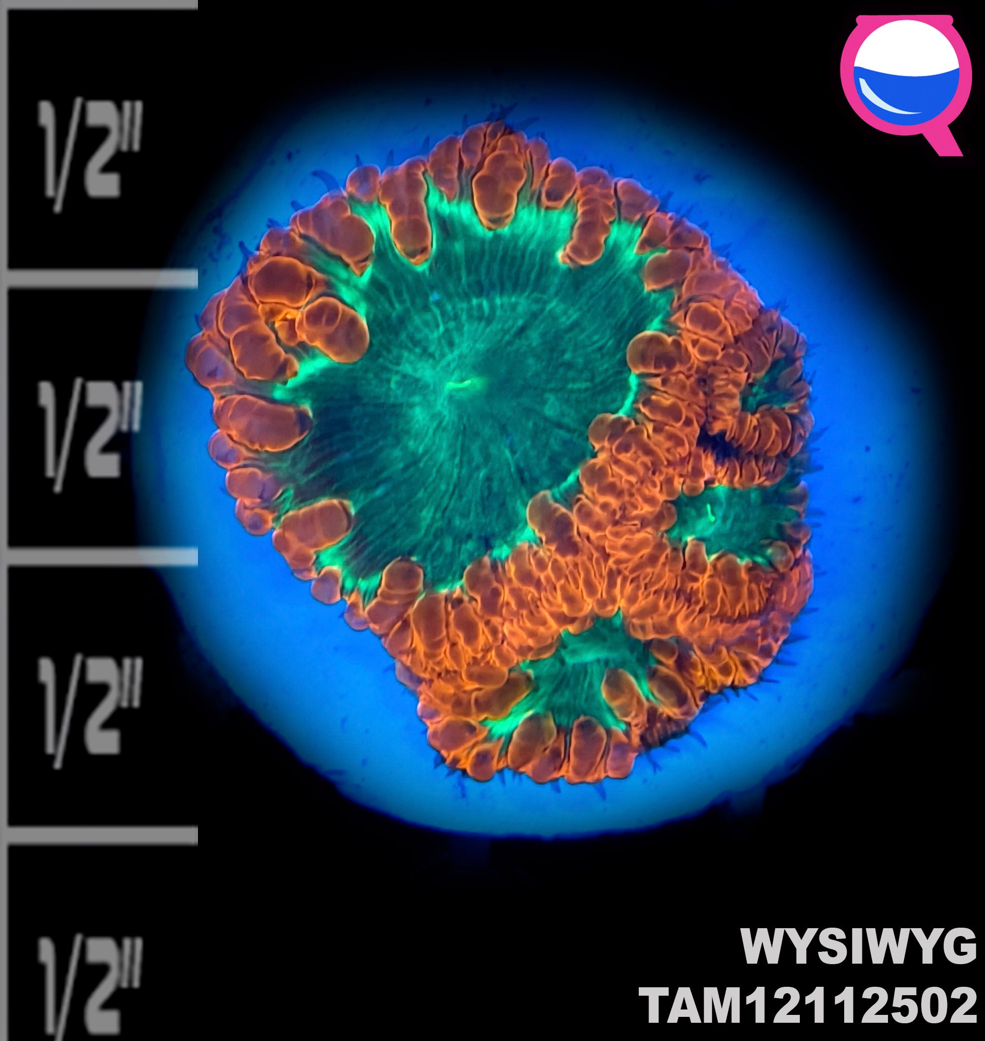 WYSIWYG Ultra Candy Apple Blastumussa Wellsi