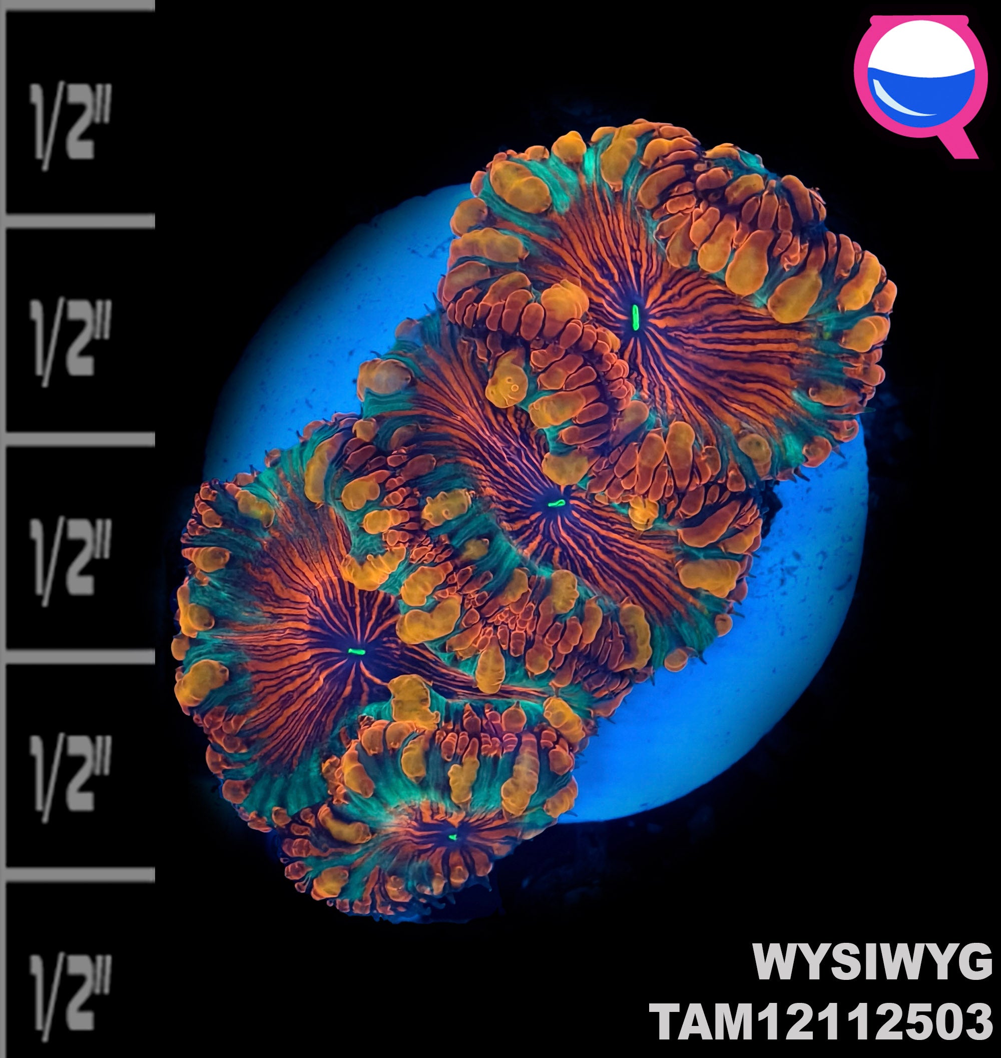 WYSIWYG Ultra Solar Flare Blastomussa Wellsi