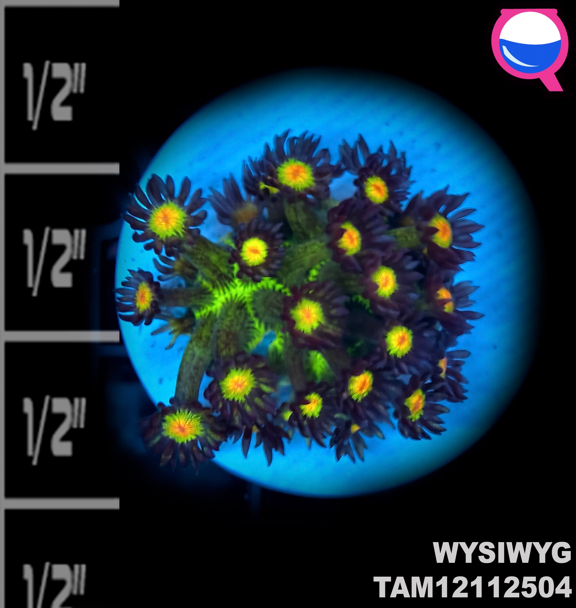 WYSIWYG Ultra Tri-Color Goniopora