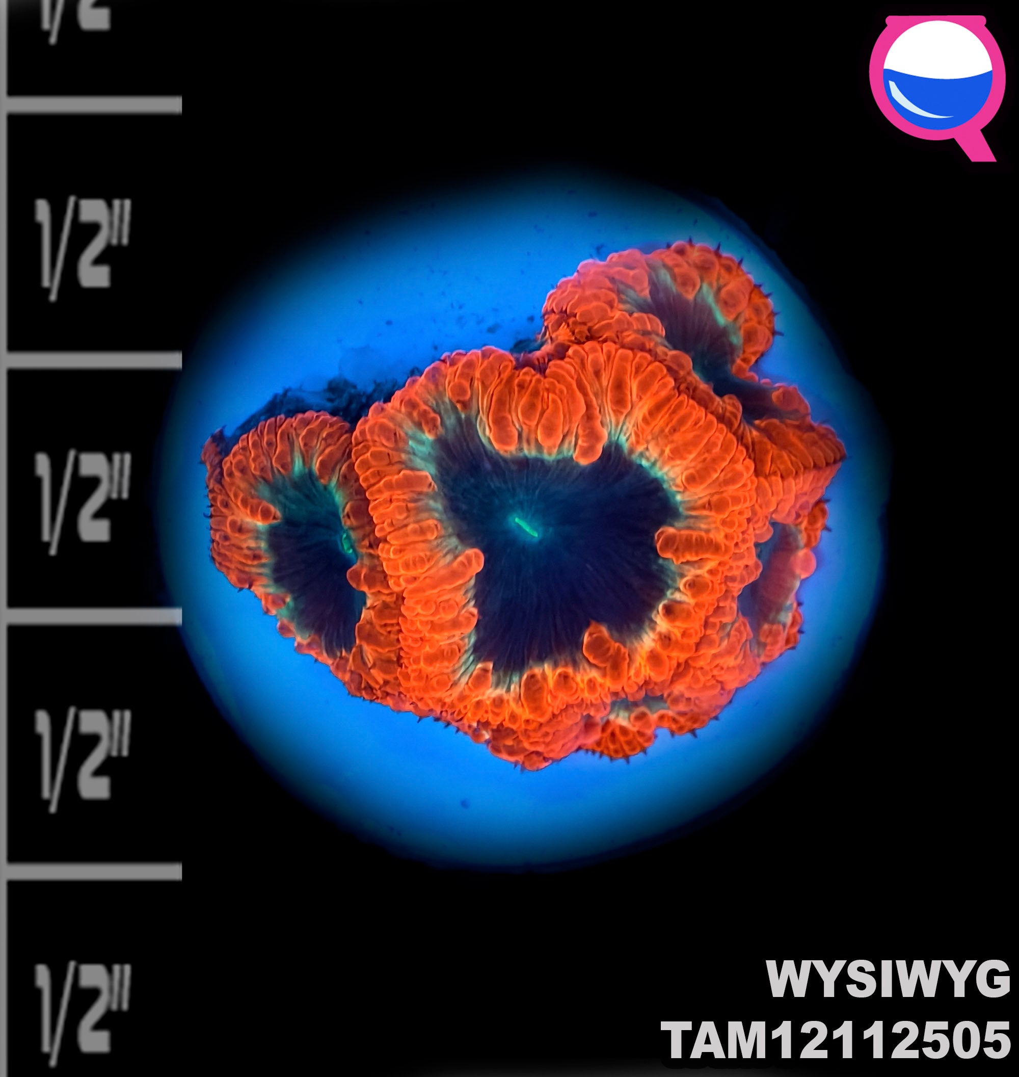 WYSIWYG Ultra Poison Candy Apple Blastomussa Wellsi