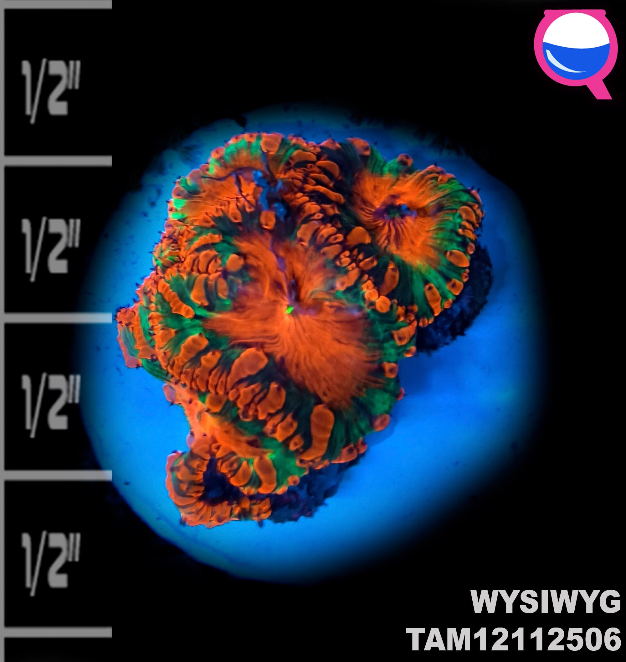 WYSIWYG Ultra XMAS Blastomussa Wellsi