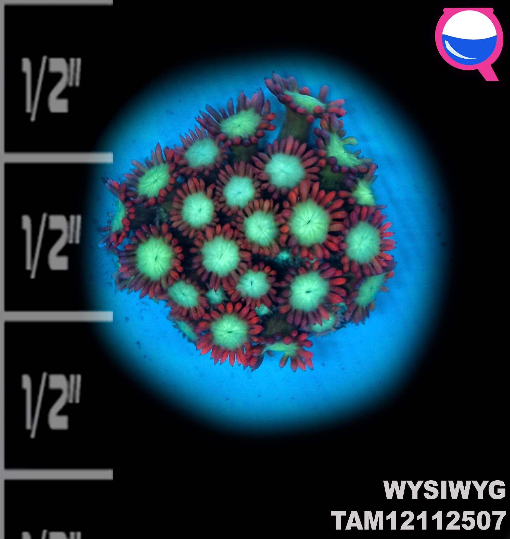 WYSIWYG XMAS Goniopora