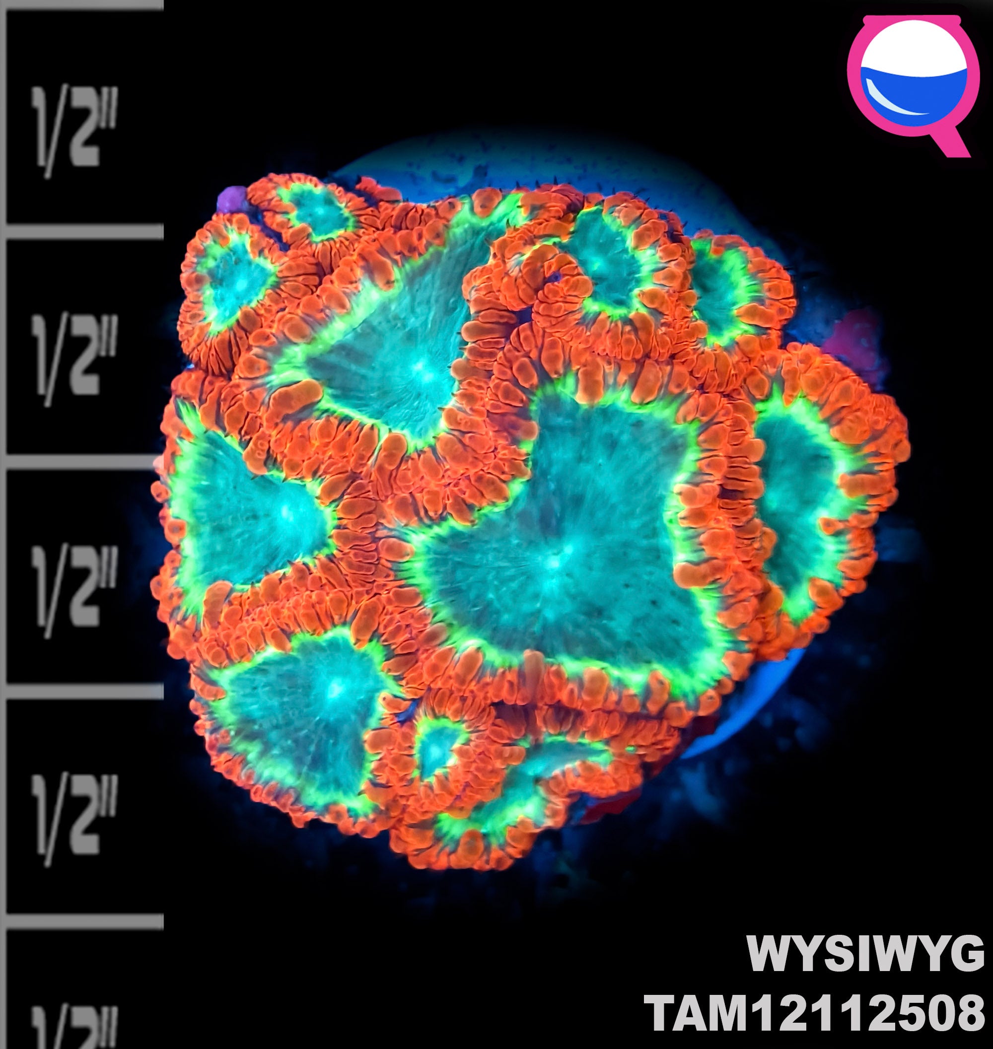WYSIWYG Ultra XL Candy Apple Blastumussa Wellsi