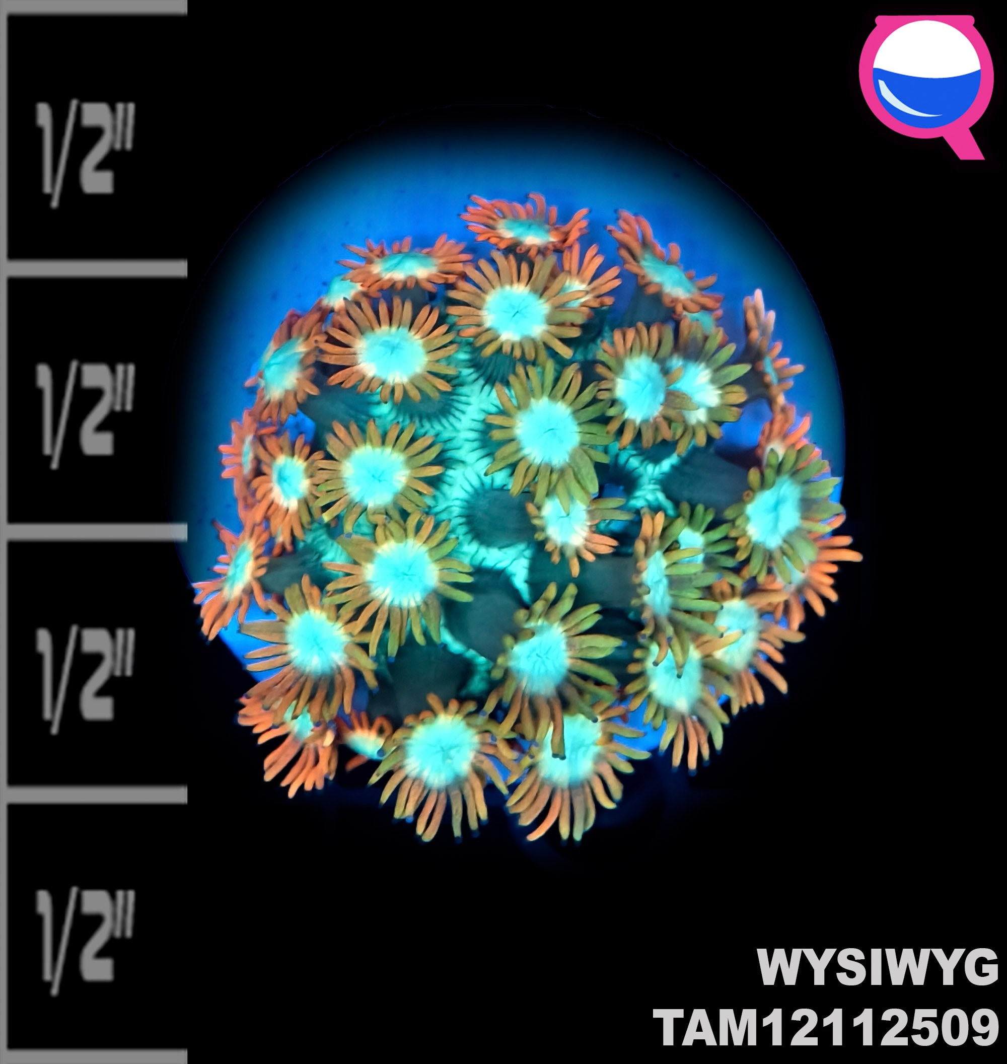 WYSIWYG XMAS Goniopora