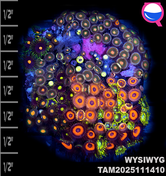 WYSIWYG Ultra Zoanthid Garden Colony TAM2025111410