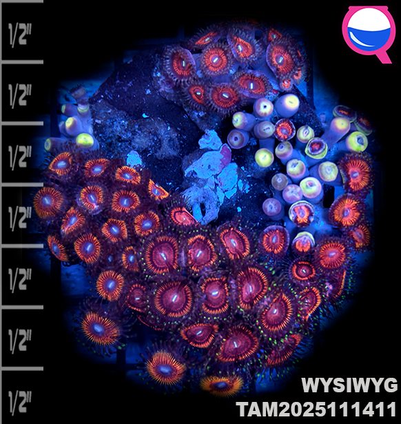 WYSIWYG Ultra Zoanthid Garden Colony TAM2025111411
