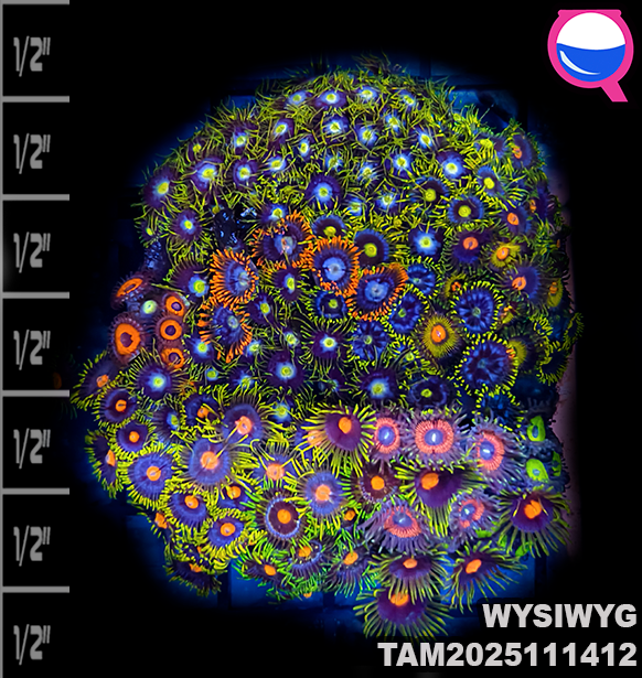 WYSIWYG Ultra Zoanthid Garden Colony TAM2025111412