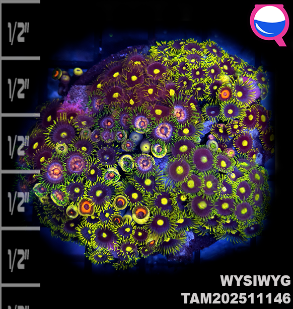 WYSIWYG Ultra Zoanthid Garden Colony TAM202511146