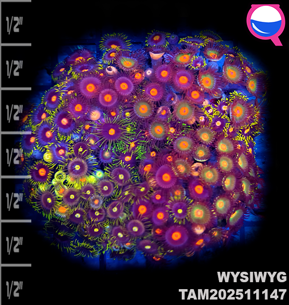 WYSIWYG Ultra Zoanthid Garden Colony TAM202511147