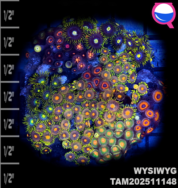 WYSIWYG Ultra Zoanthid Garden Colony TAM202511148
