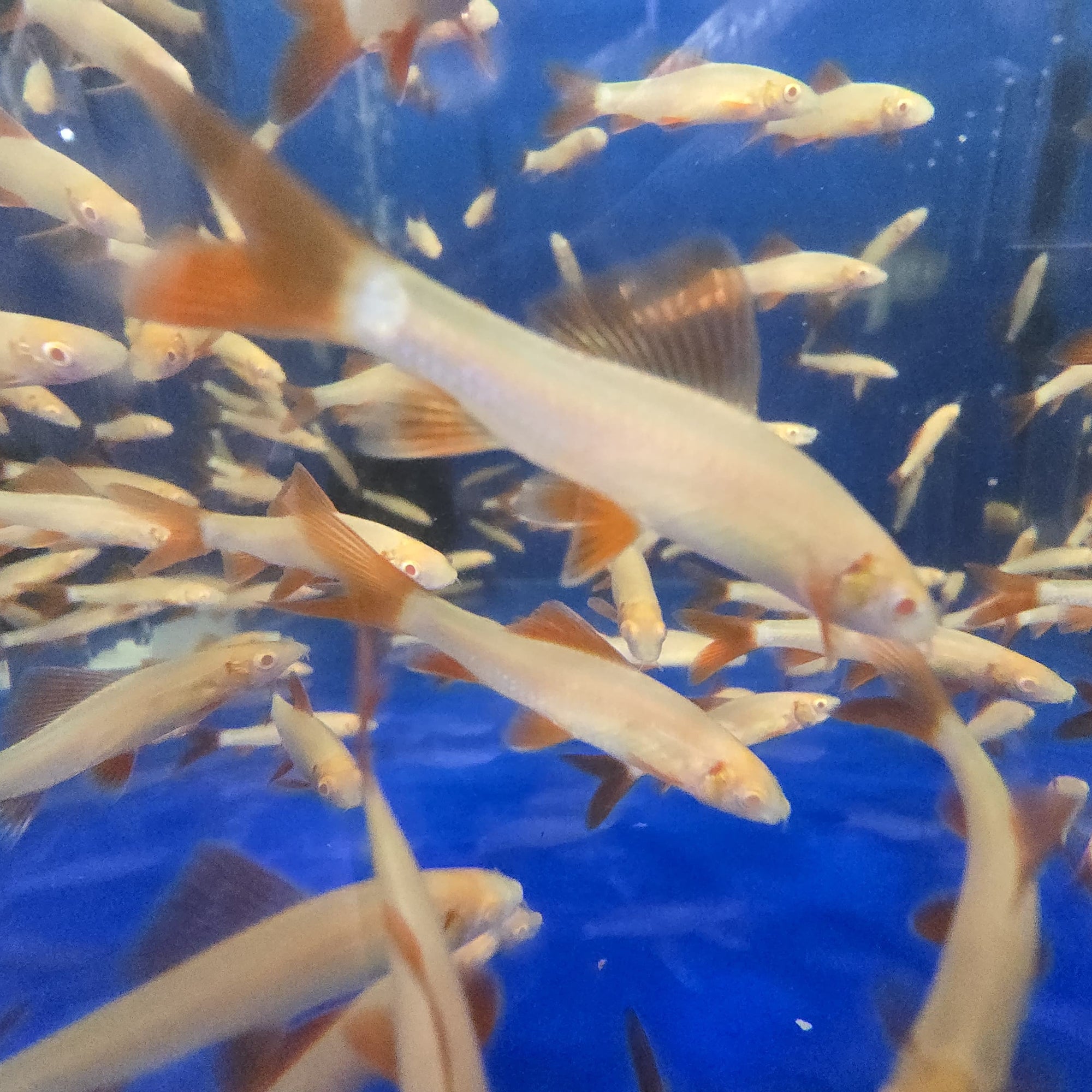 Albino Rainbow Shark