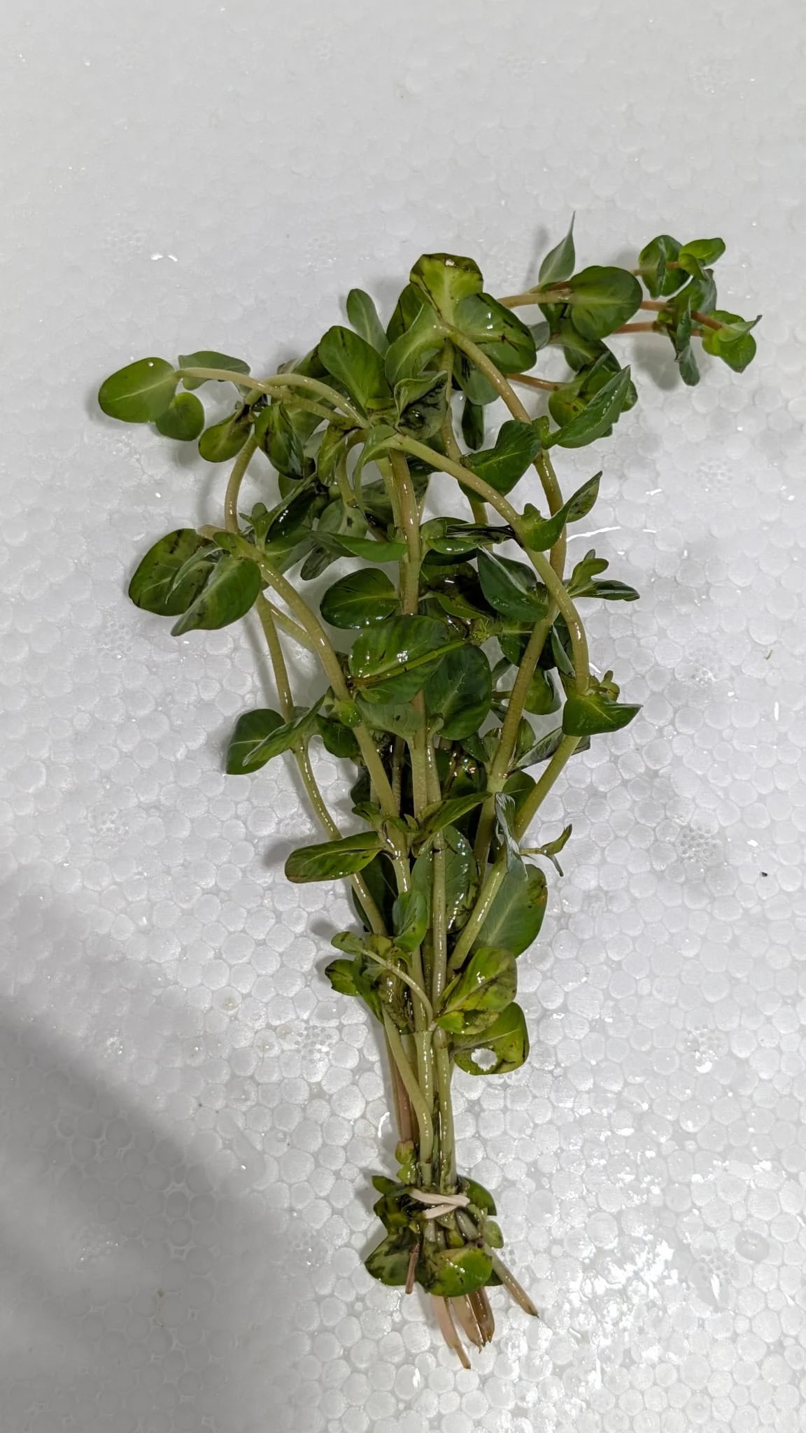Giant Red Rotala