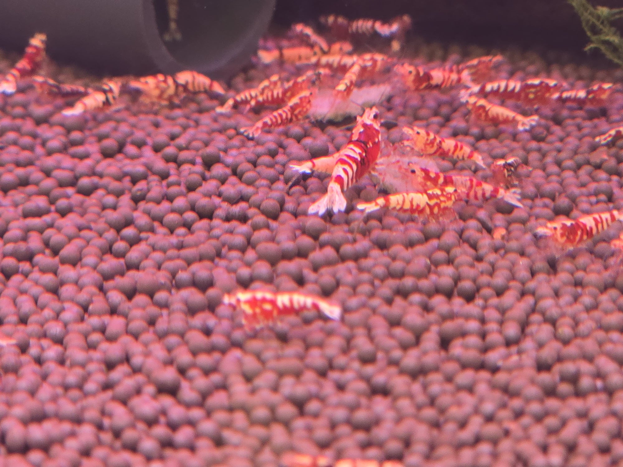 Red Galaxy Pinto Shrimp (Caridina sp.)