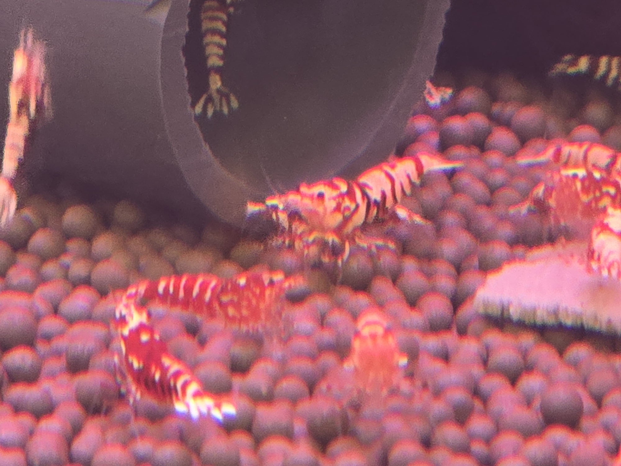 Red Galaxy Pinto Shrimp (Caridina sp.)