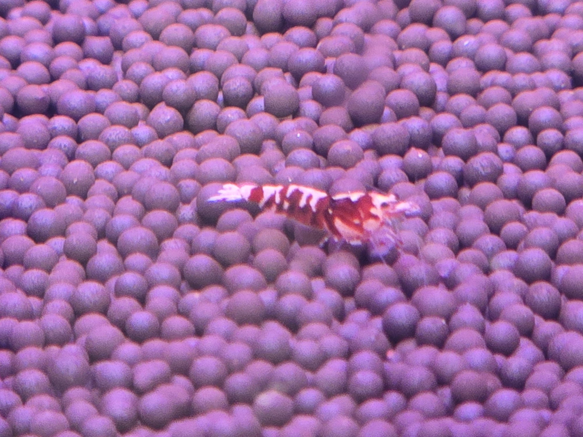 Red Galaxy Pinto Shrimp (Caridina sp.)