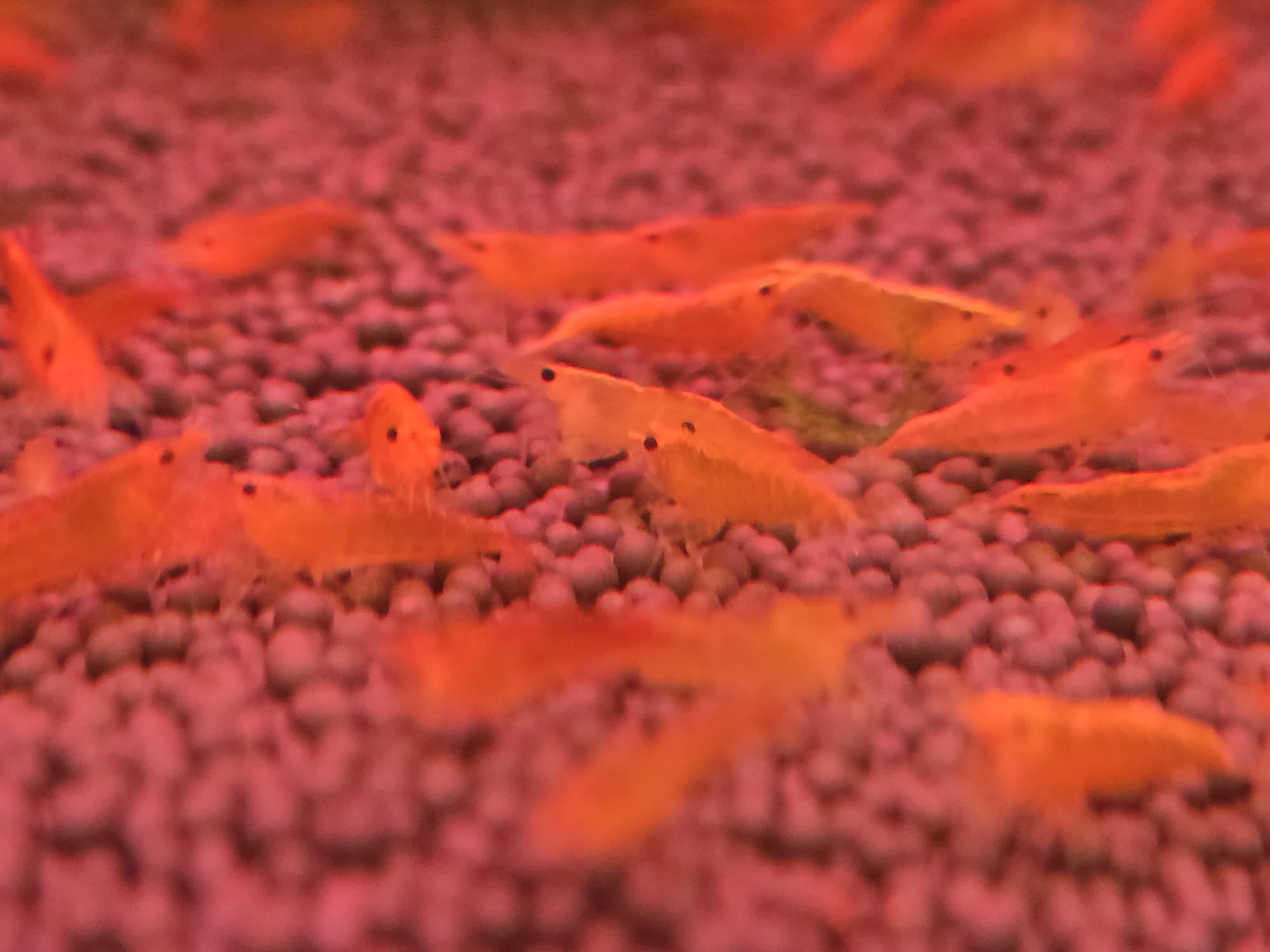 Yellow Neocaridina Shrimp