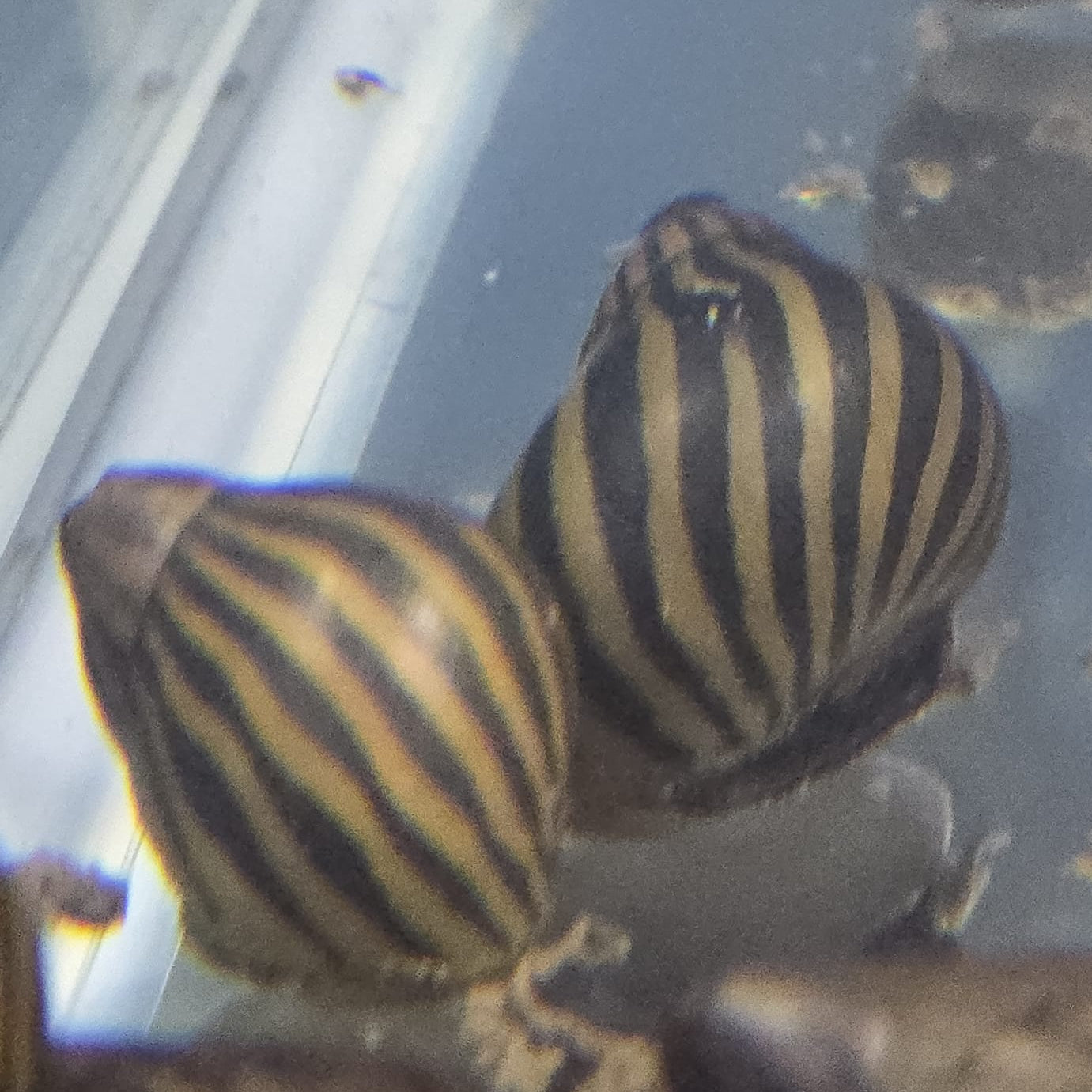 Zebra Nerite Snail