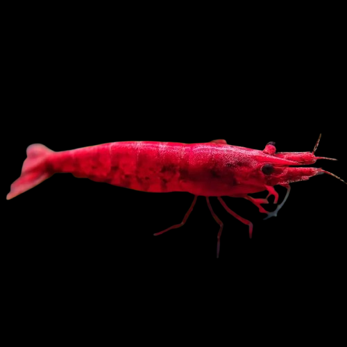 10 + 2 Bloody Mary Shrimp - Neocaridina Davidi