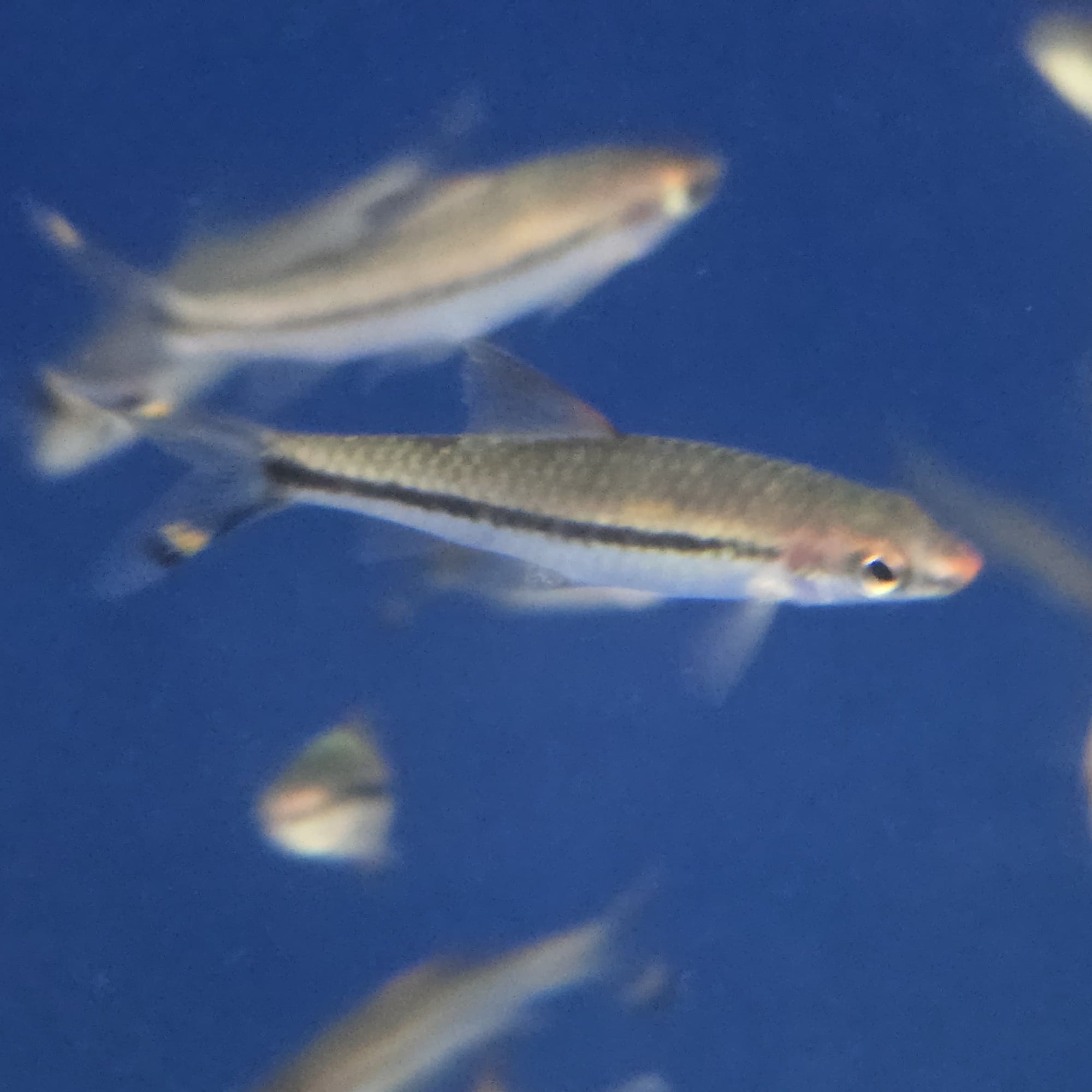 Roseline Shark - Denisonii Barb