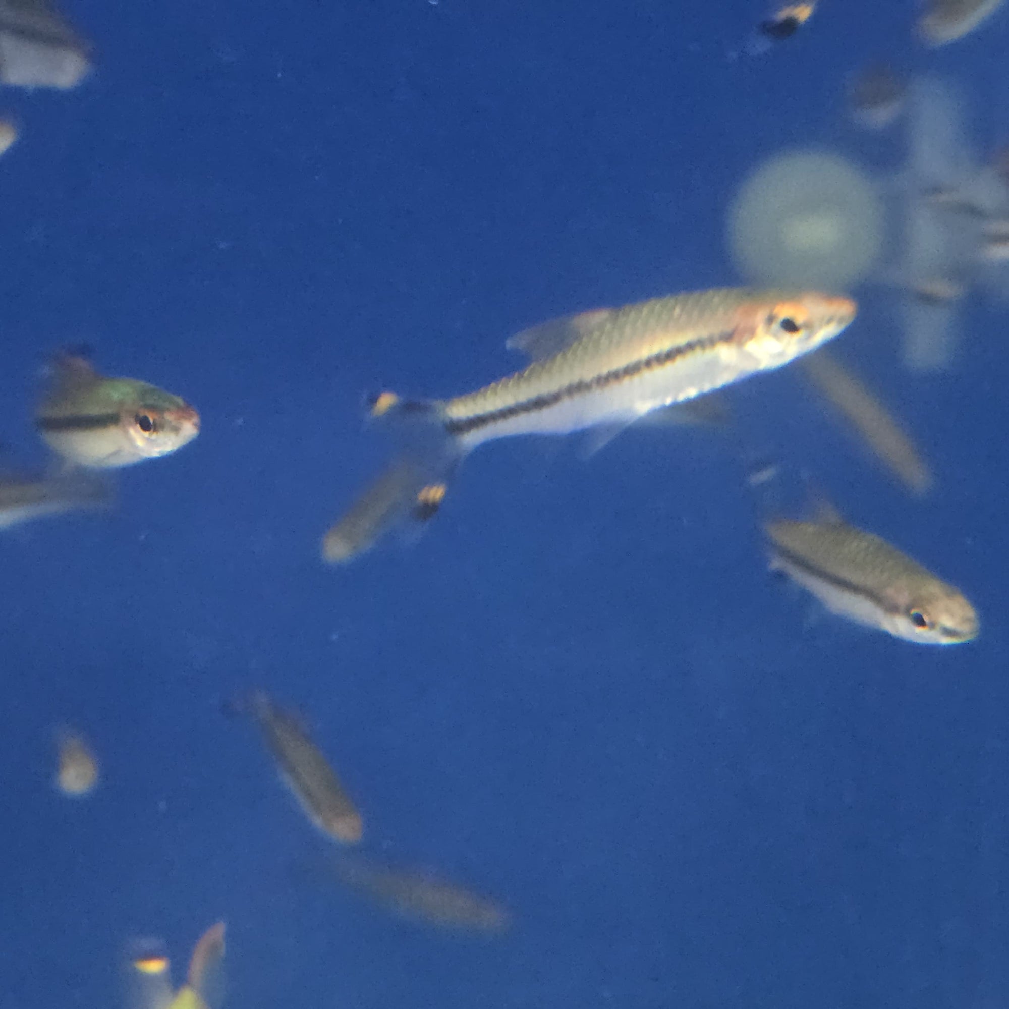 Roseline Shark - Denisonii Barb