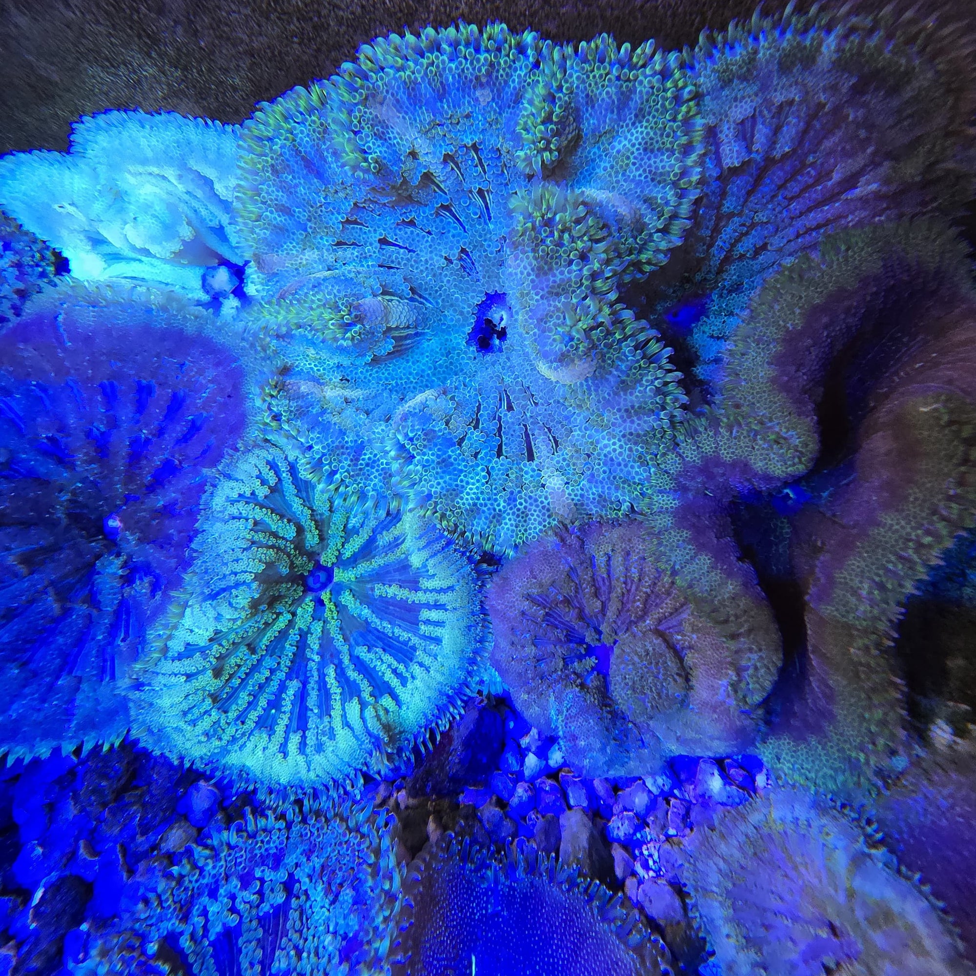 Maxi-min Carpet Anemone