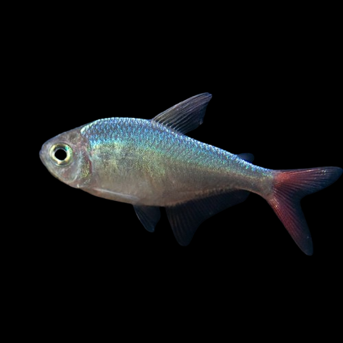 [SIX PACK] Blue Colombian Tetra - Hyphessobrycon Colombianus