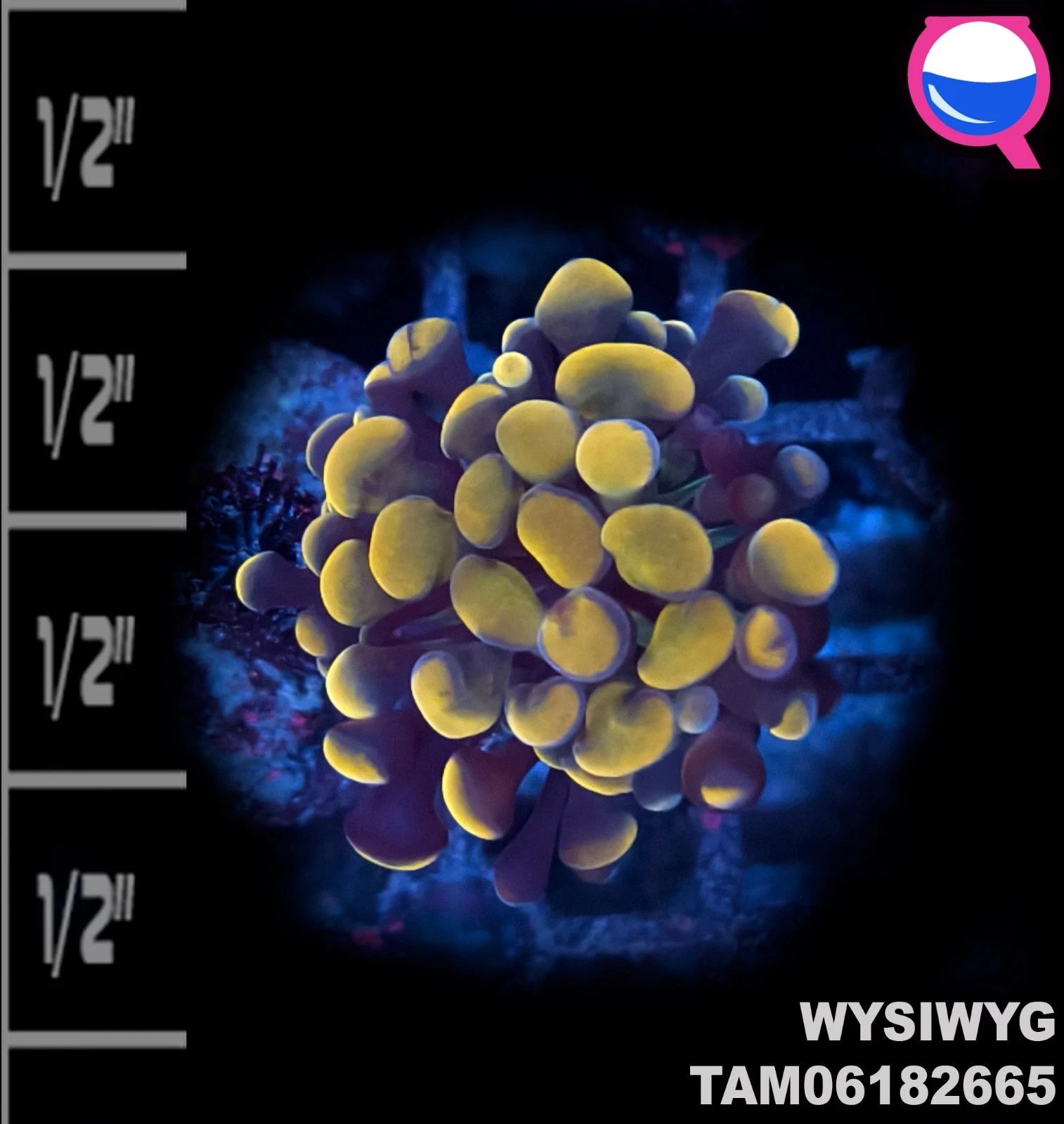 WYSIWYG ULTRA - Orange Branch Hammer Coral Frag Single Head Euphyllia